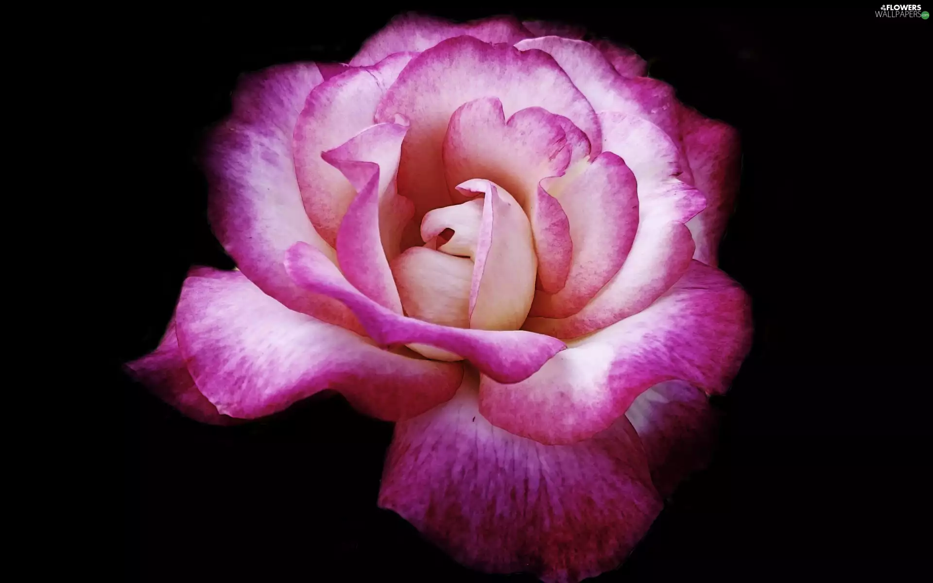 Pink, rose, Dark Background, Colourfull Flowers