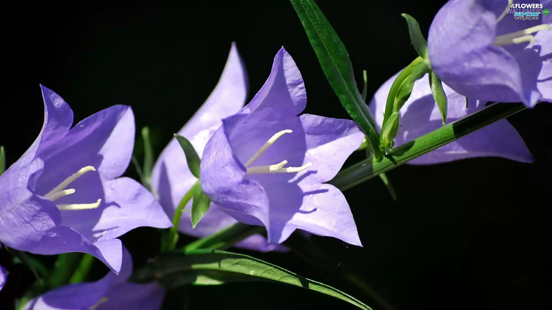 Black, background, Flowers, ringtones, purple