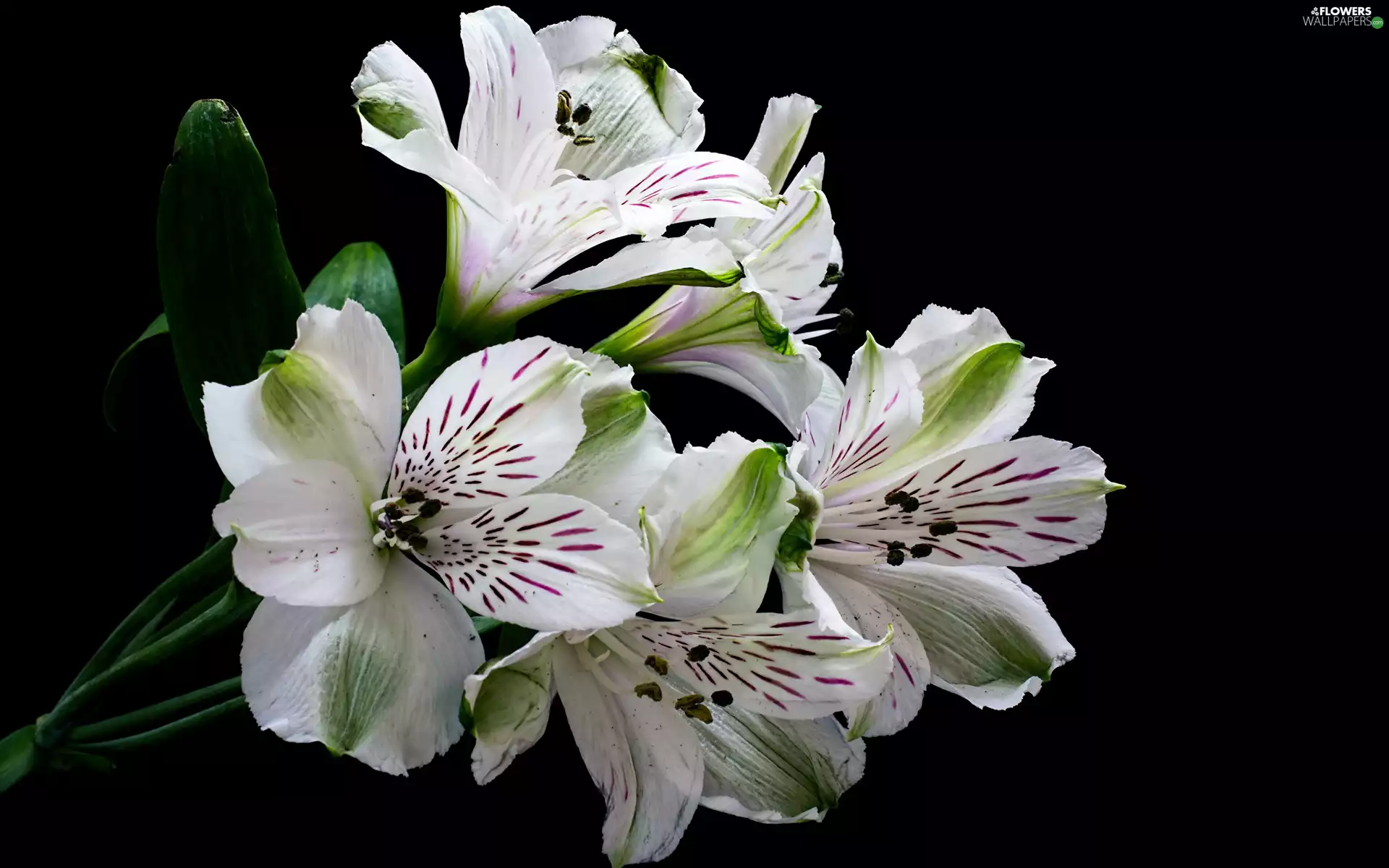 dark, background, Flowers, Alstroemeria, White