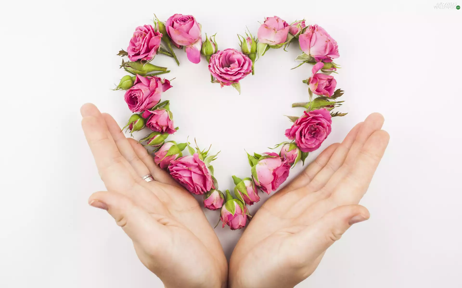roses, hands, White, background, Heart, Flowers