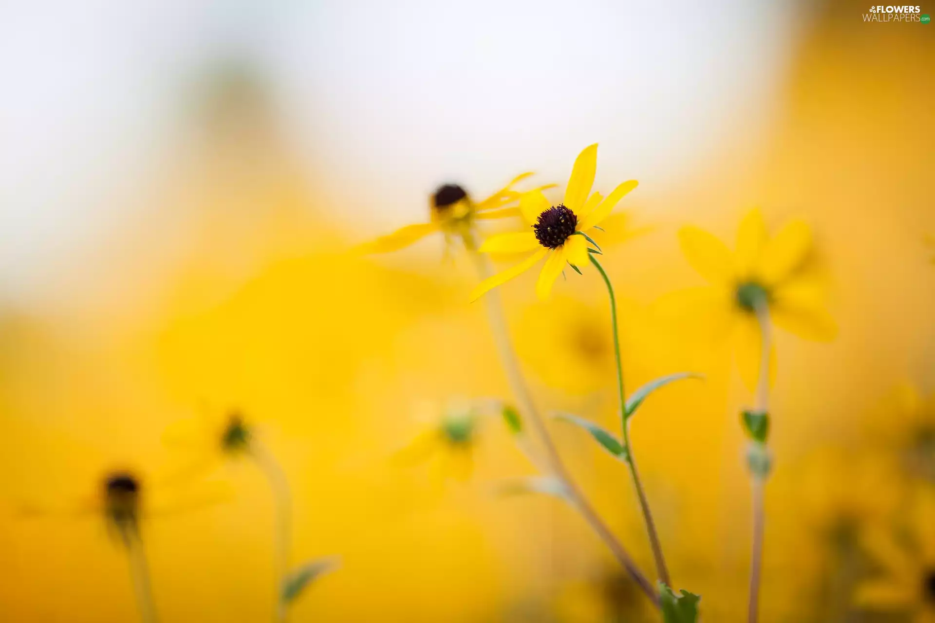 fuzzy, background, Flowers, Rudbeckia, Yellow