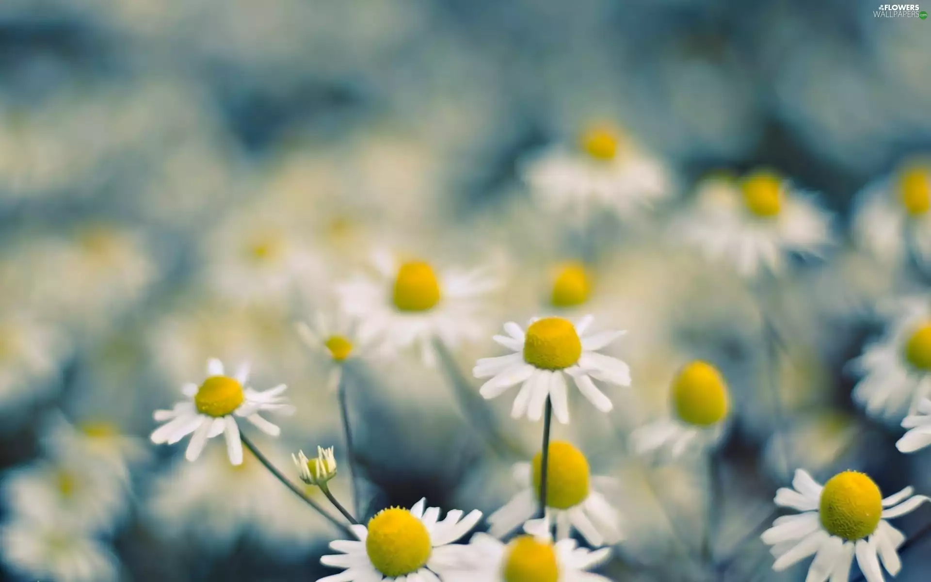 background, camomiles, fuzzy
