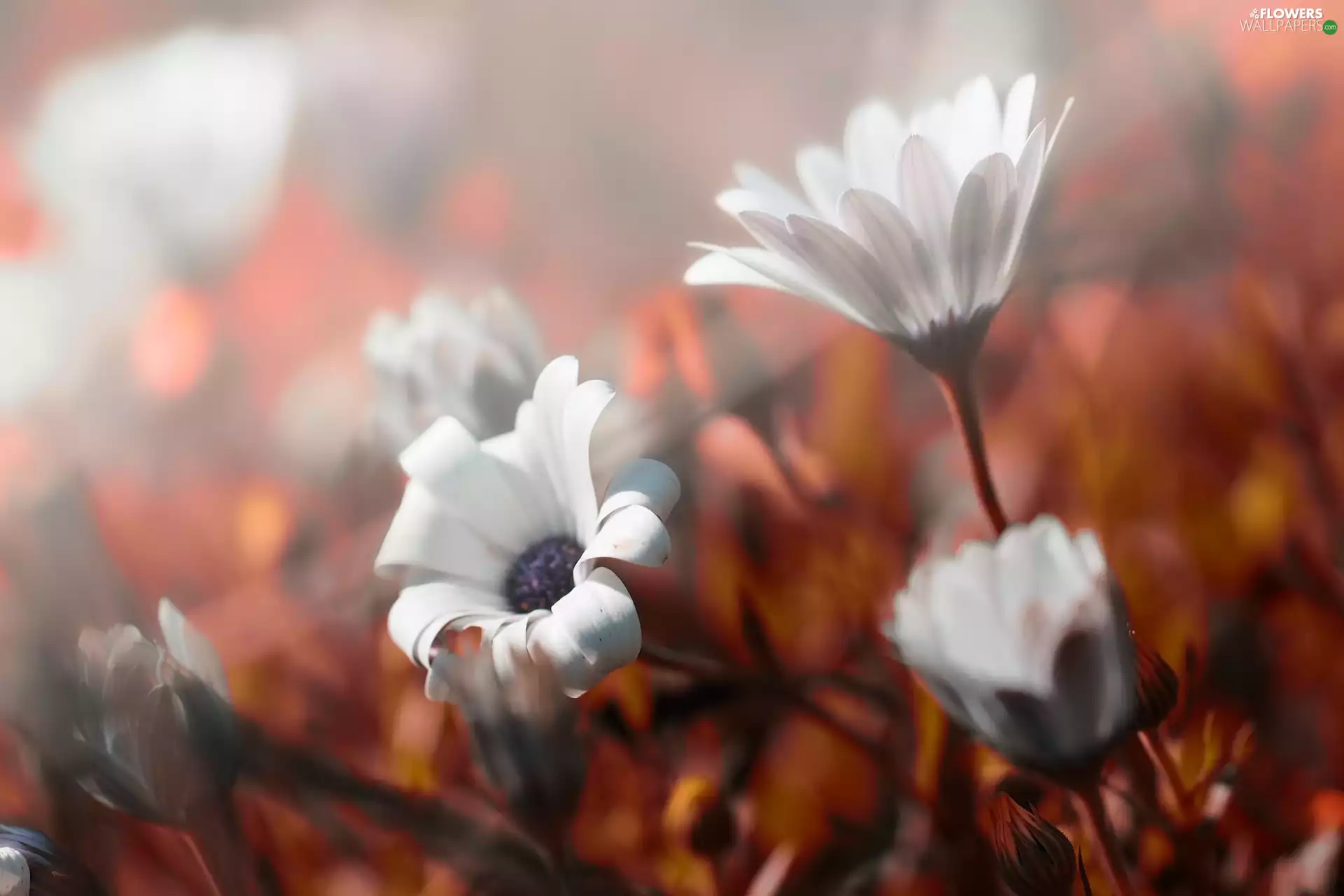 background, Flowers, fuzzy
