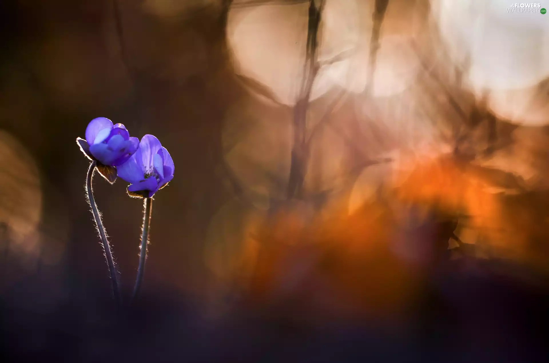 background, Flowers, fuzzy