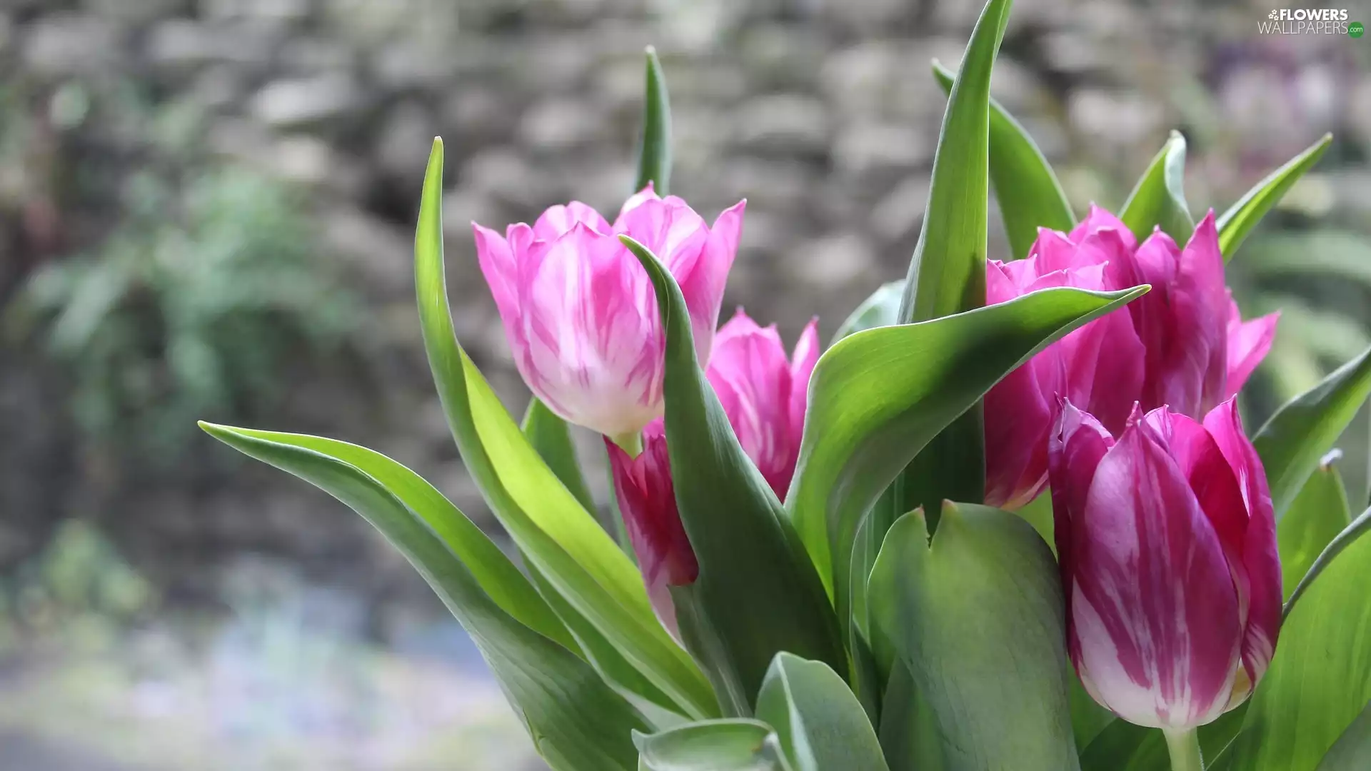background, Tulips, fuzzy