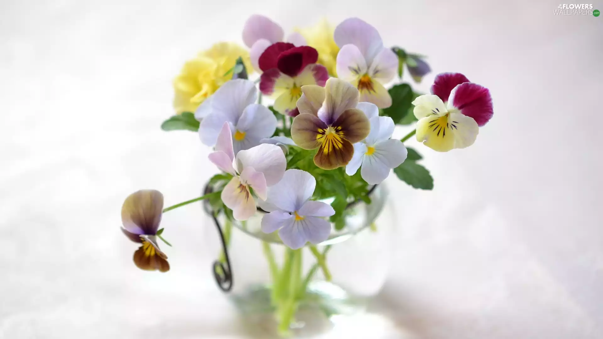 fuzzy, background, glass, vase, pansies