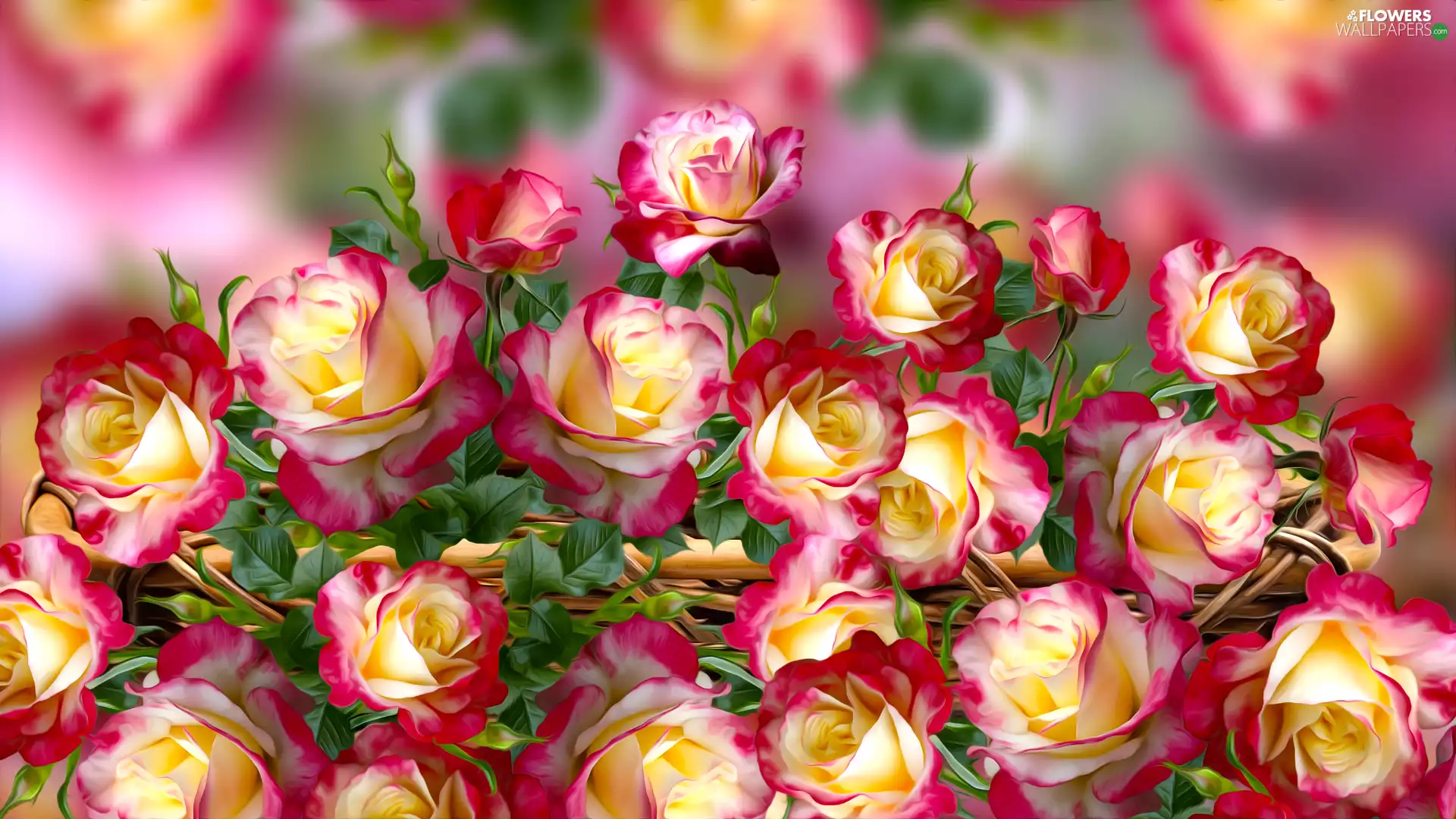 graphics, roses, blurry background