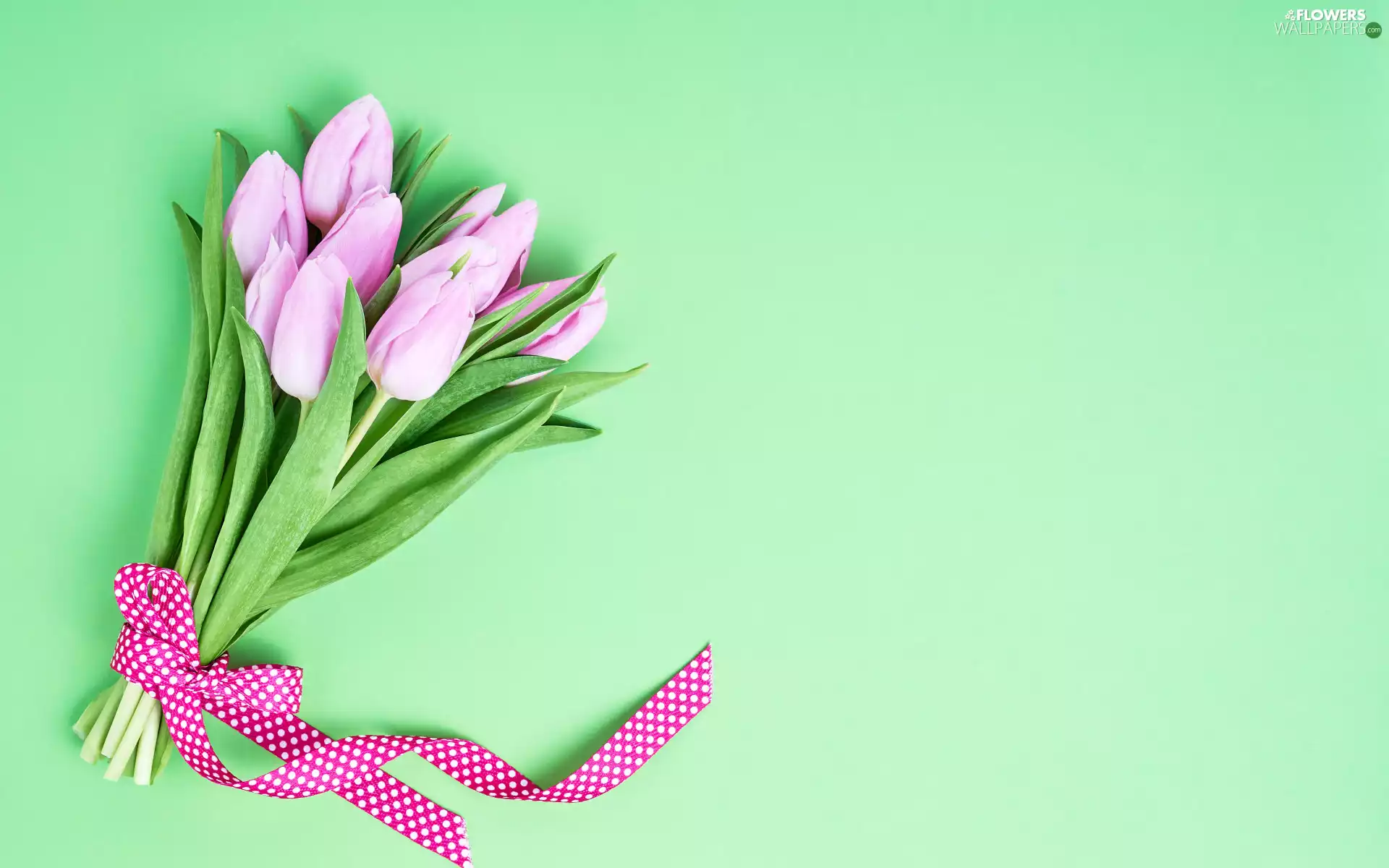 Tulips, bouquet, green ones, Pink, Flowers, ribbon, background