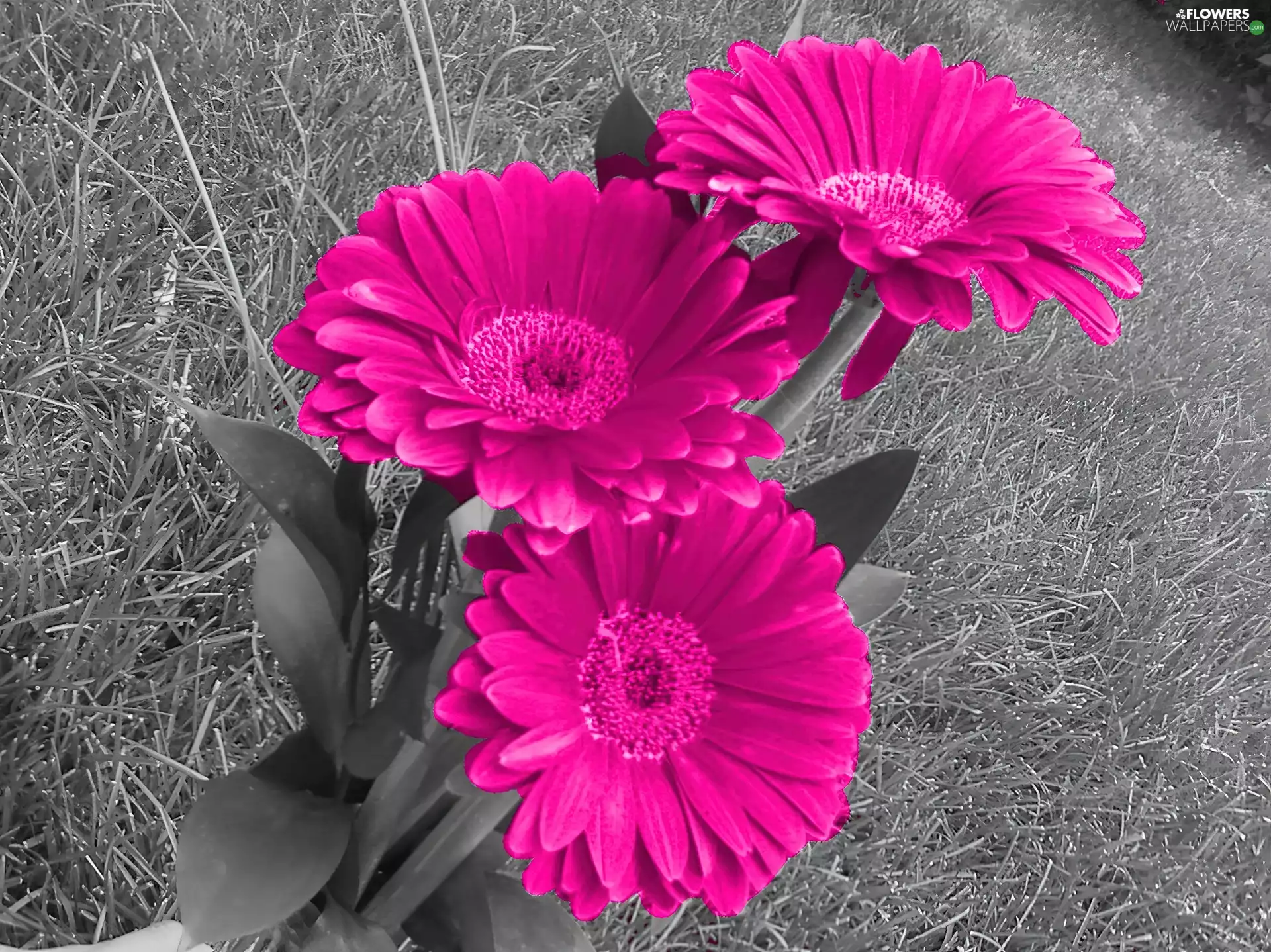 background, gerberas, Grey