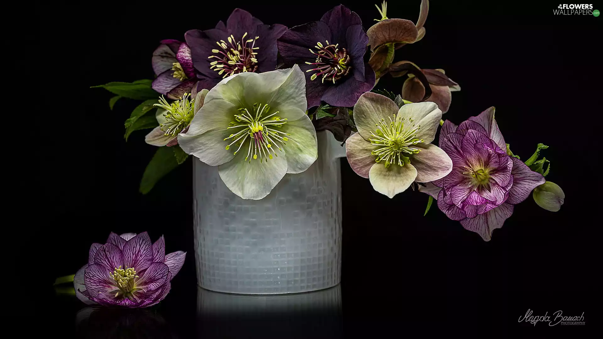 Black, background, Helleborus, Vase, Flowers