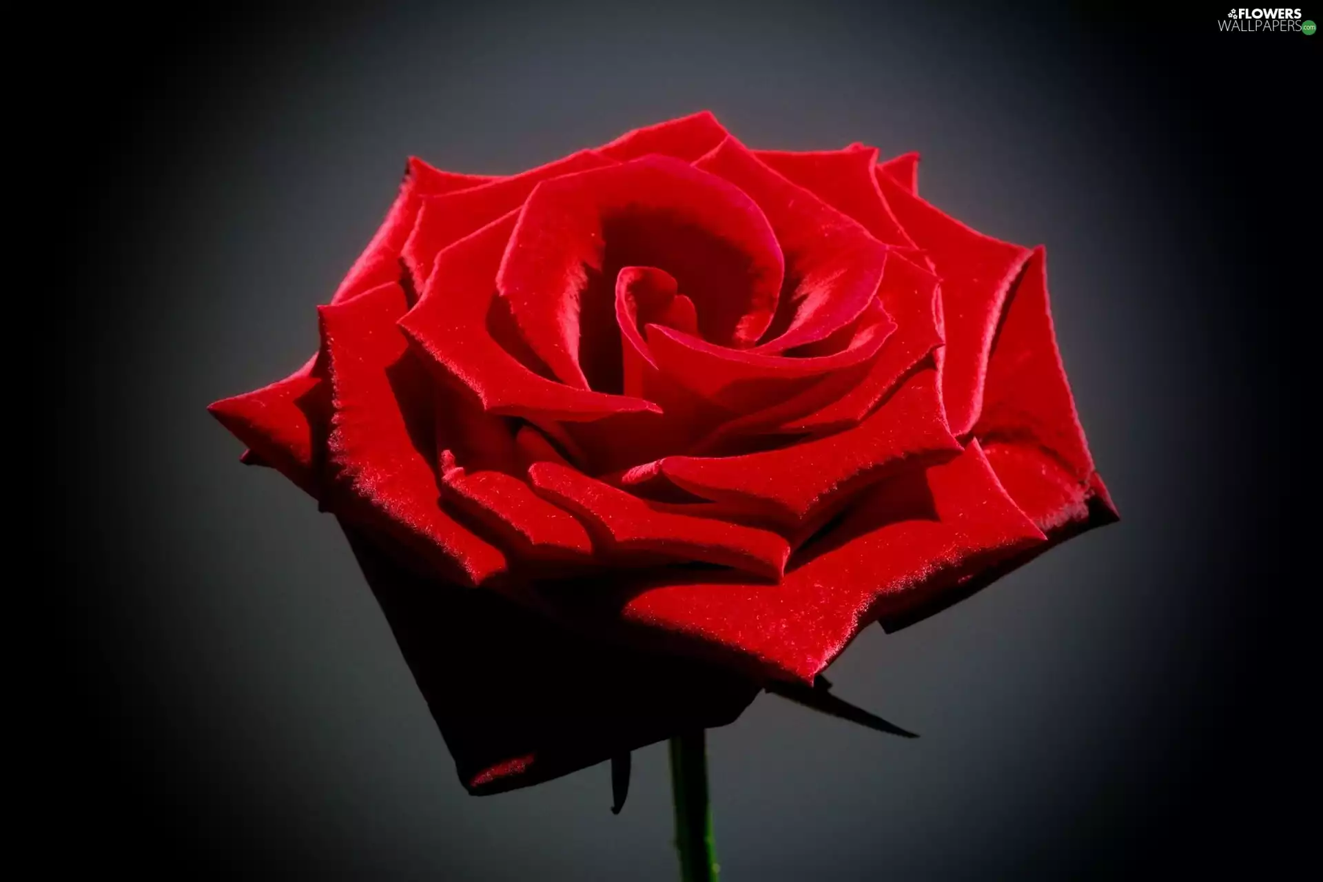 red hot, Black, background, rose