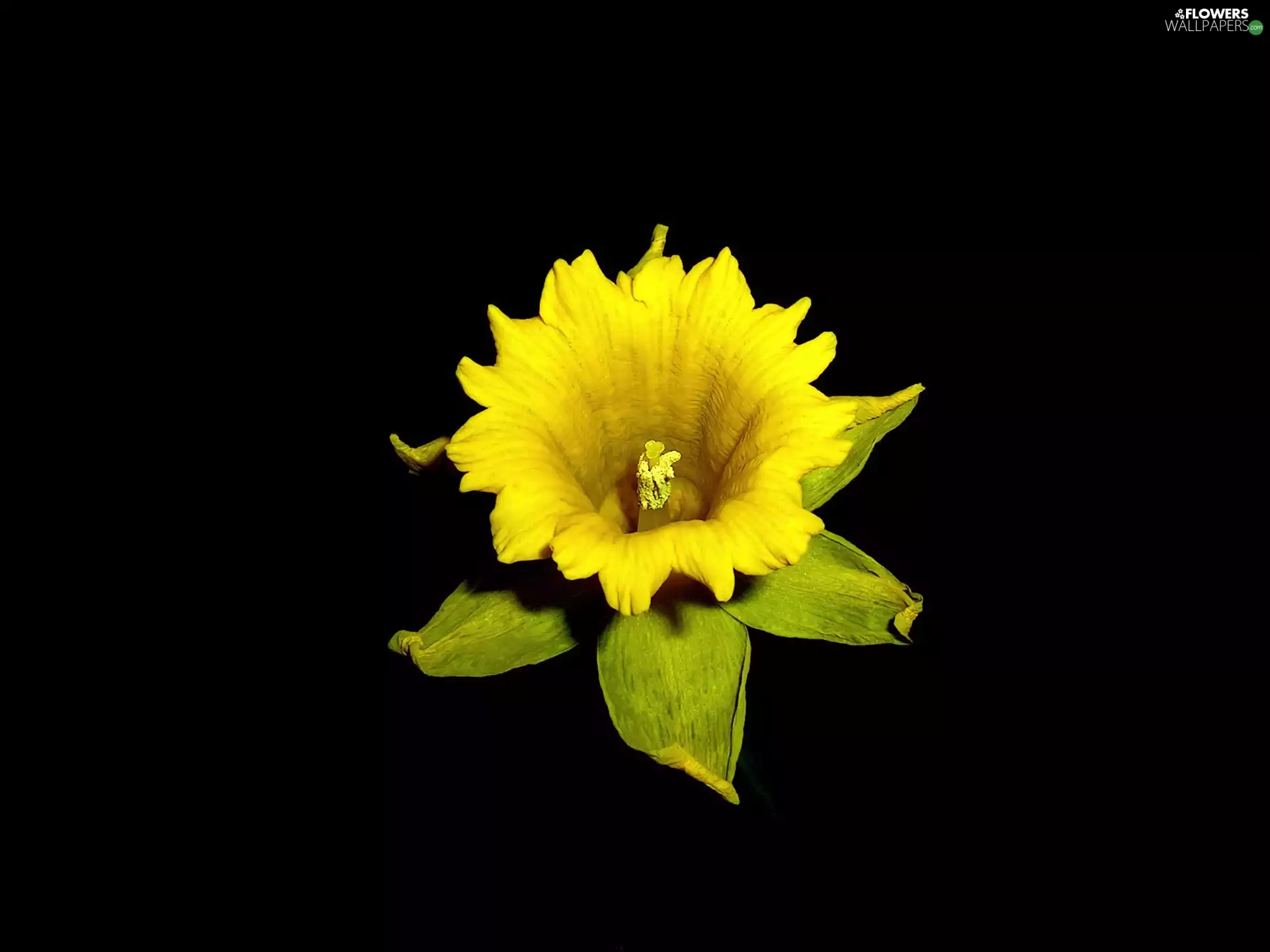 background, jonquil, Flower, Black, Yellow