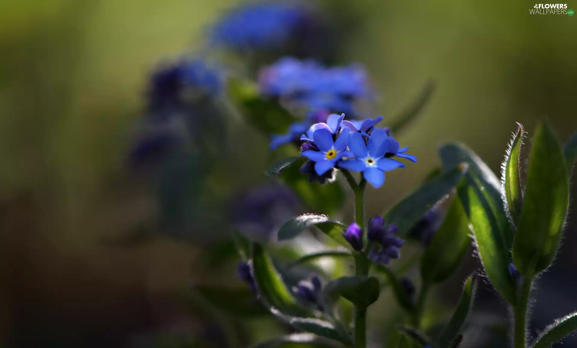 fuzzy, background, Leaf, Forget, Flowers