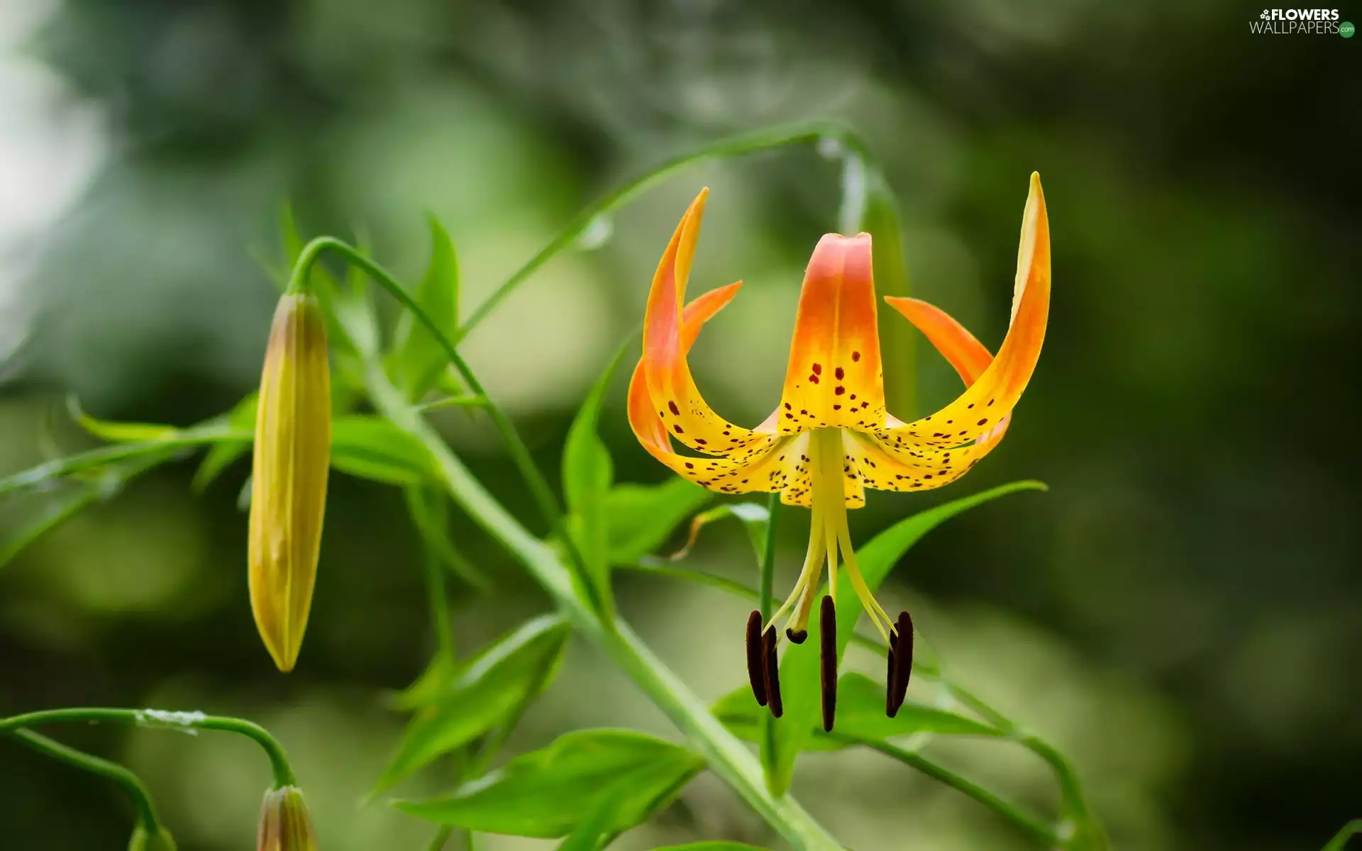 fuzzy, background, Lily, Tiger, Orange