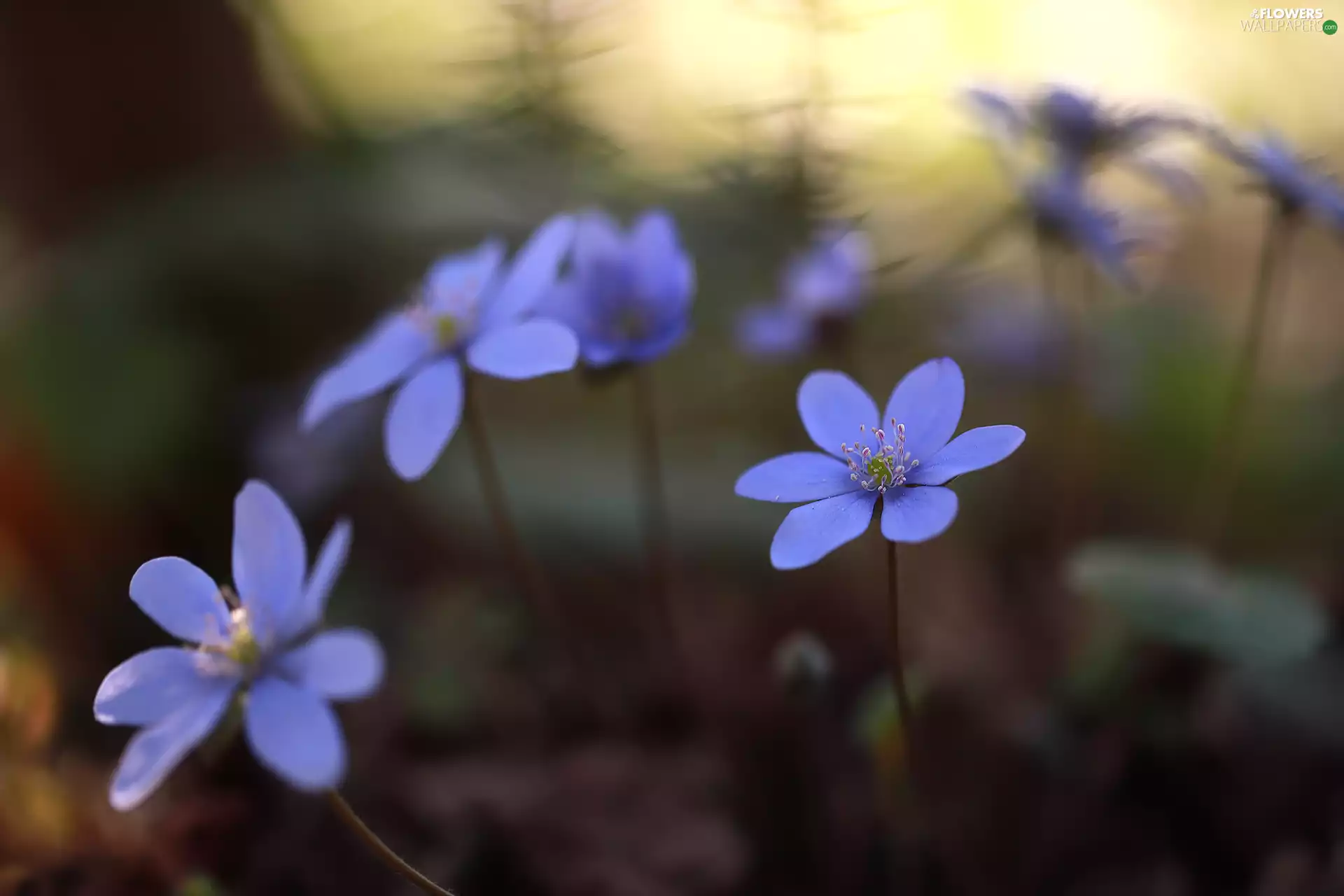 fuzzy, background, Liverworts, Flowers, lilac