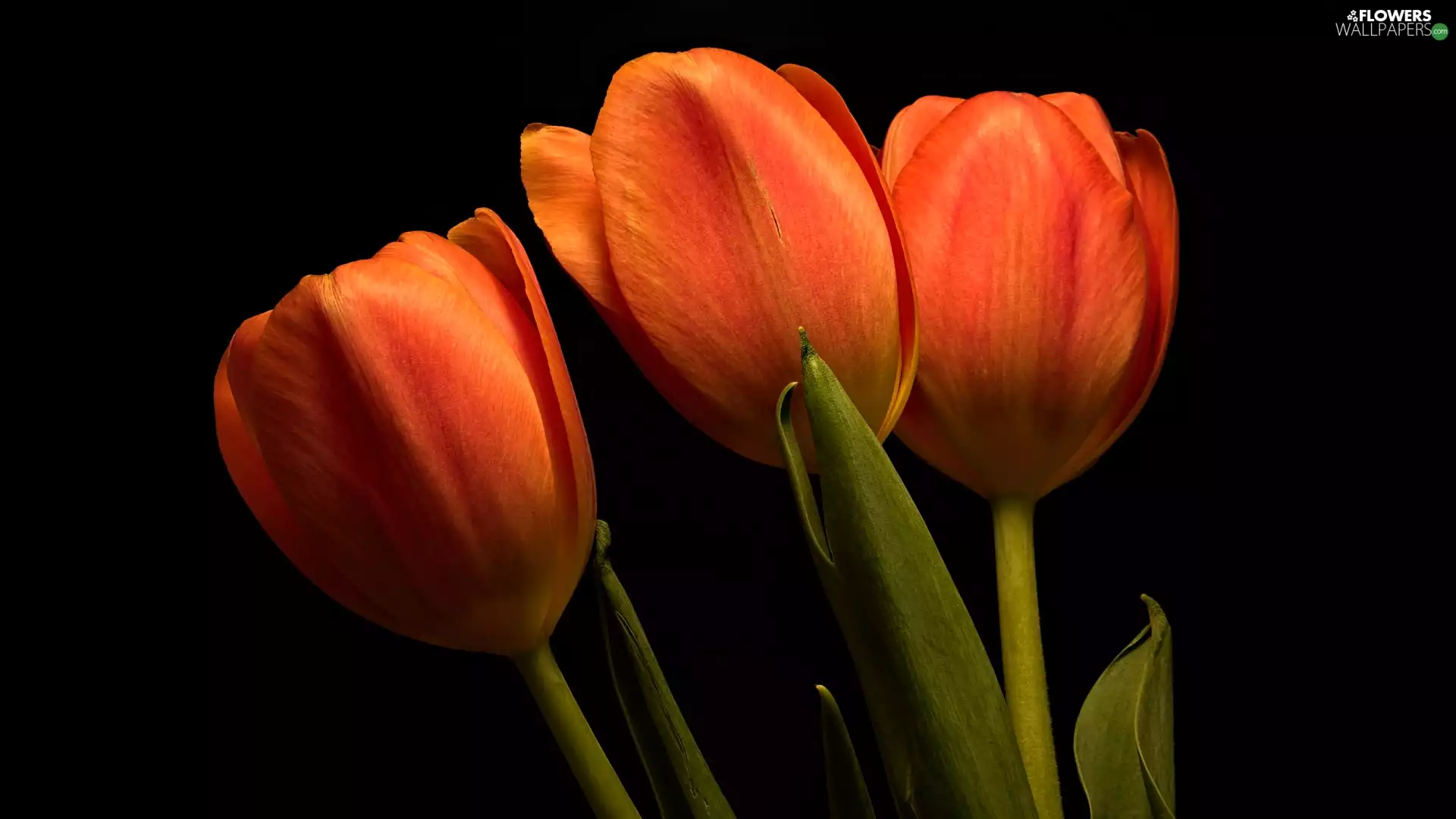 dark, background, Orange, Tulips, Three