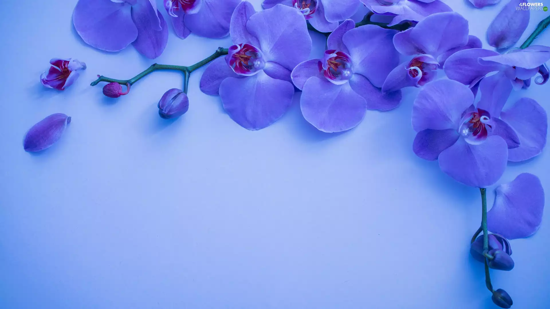 background, Blue, orchids