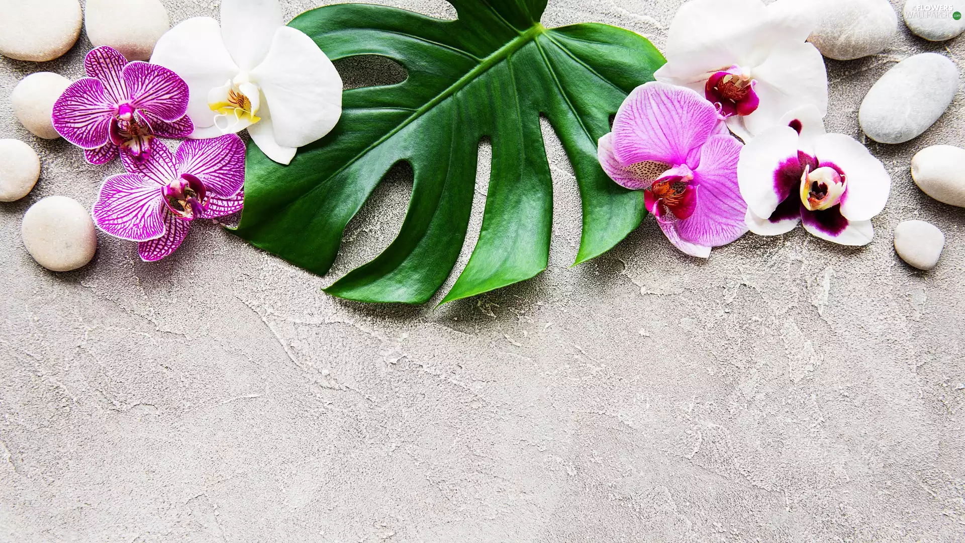 leaf, Flowers, Grey, background, Stones, orchids
