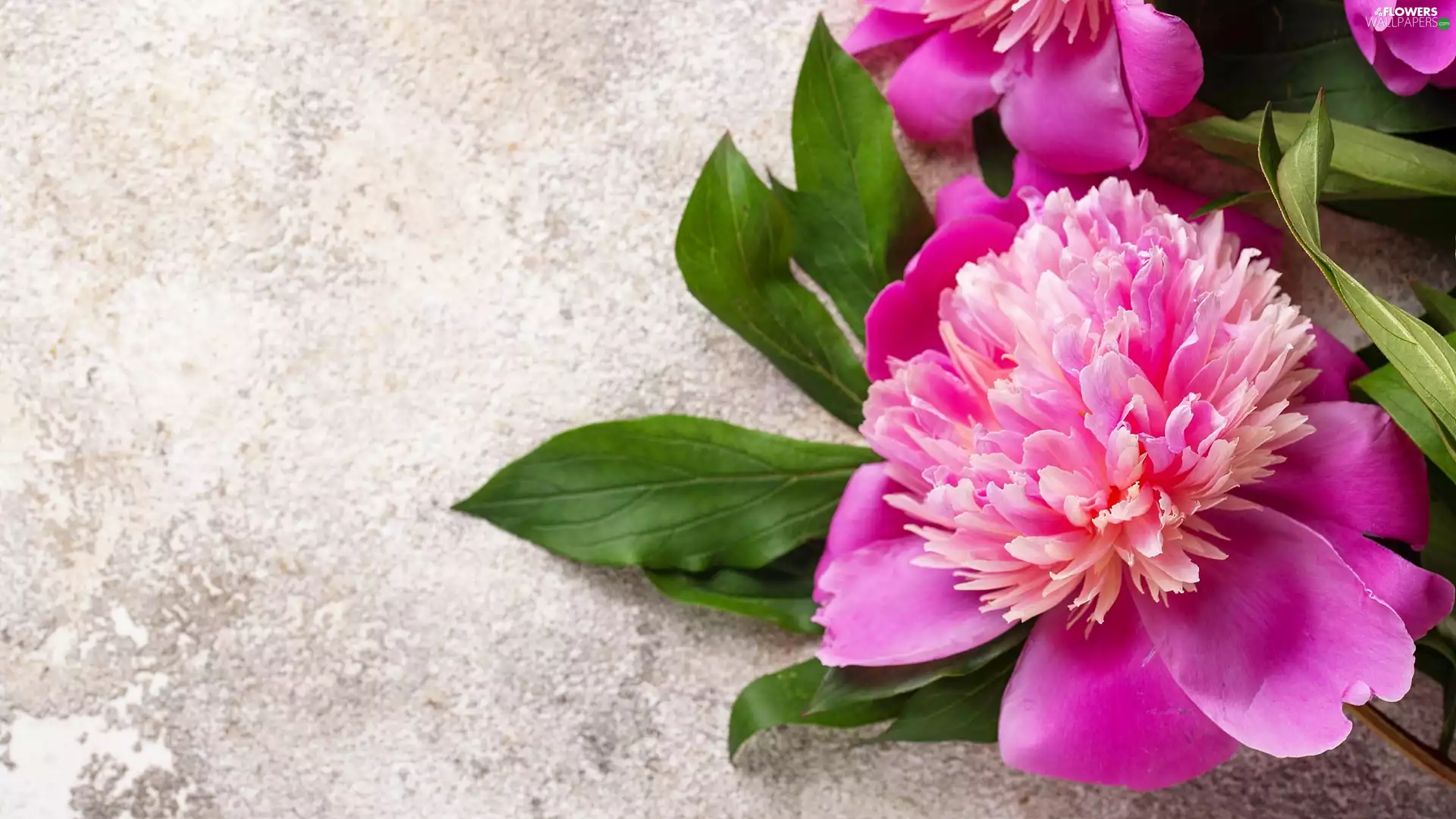 Grey, background, Peonies, Leaf, Pink