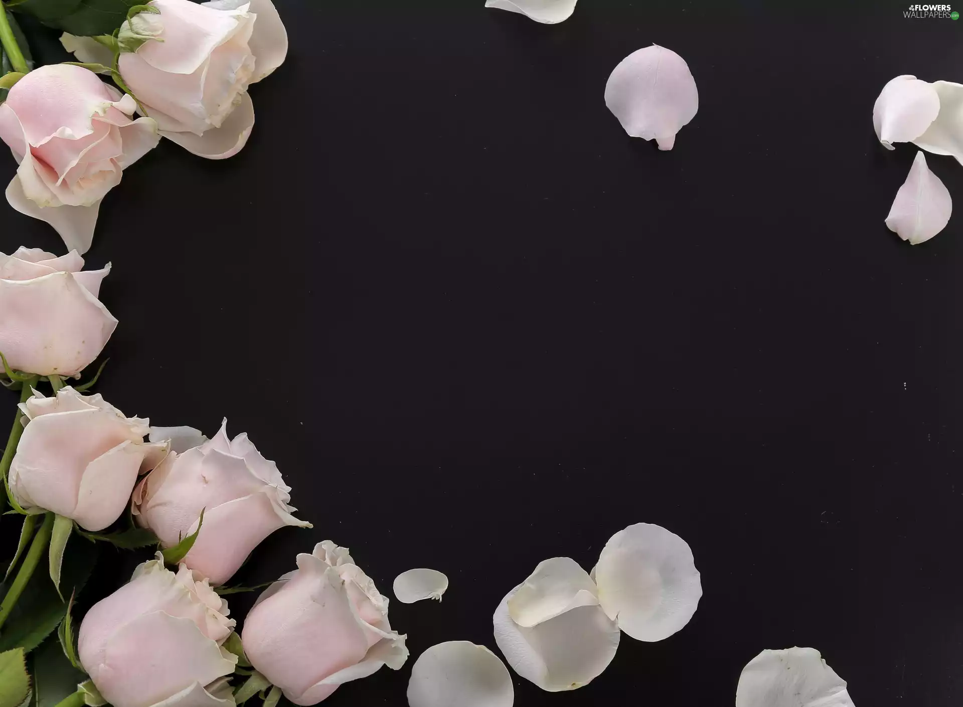roses, Flowers, Black, background, flakes, Pink