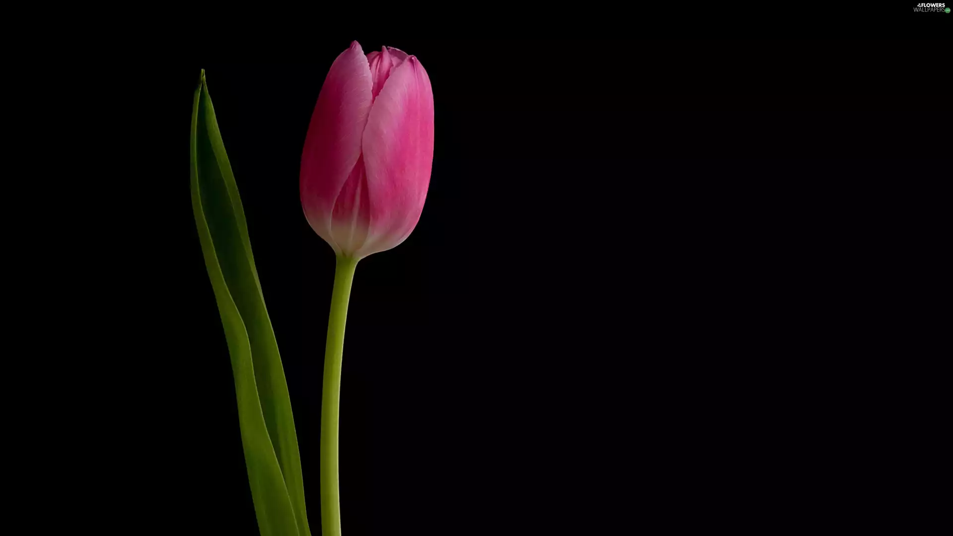 Pink Black  background  tulip  Flowers  wallpapers  3840x2160