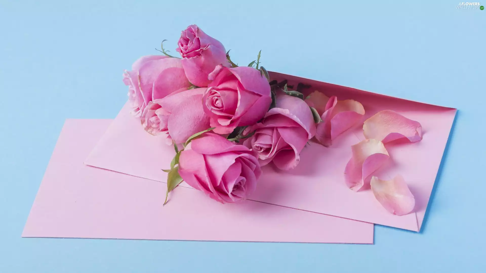 roses, Flowers, Blue, background, letter, Pink