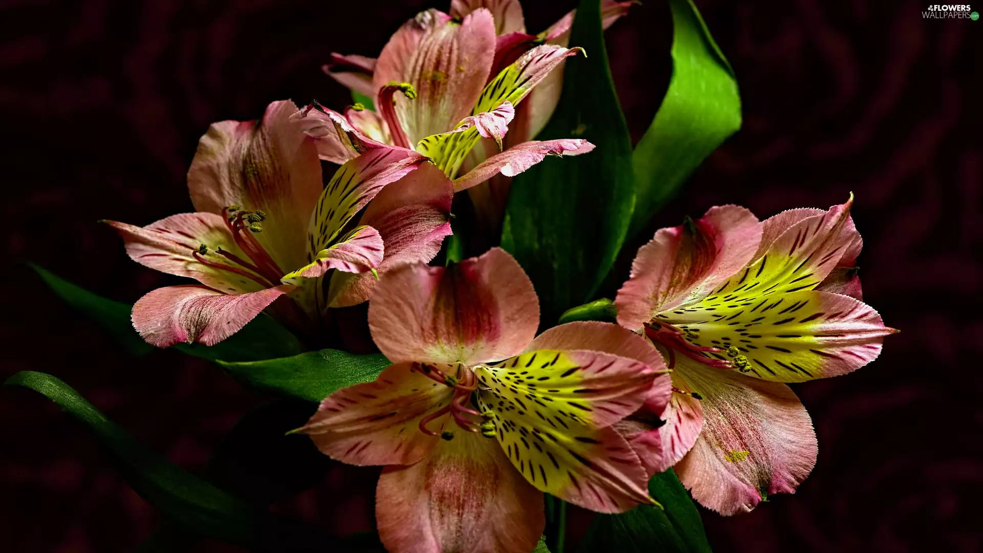 dark, background, Pink, Alstroemeria, Flowers
