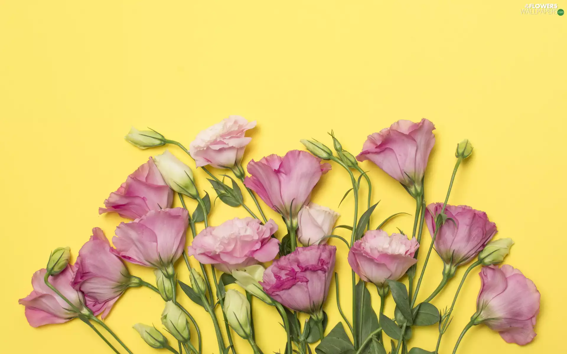 Yellow, background, Pink, Eustoma, Flowers