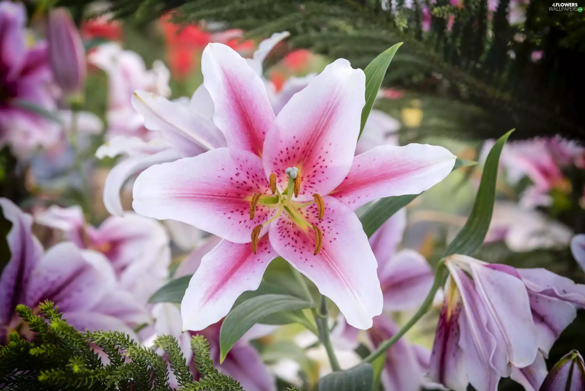 fuzzy, background, Pink, lilies, Flowers