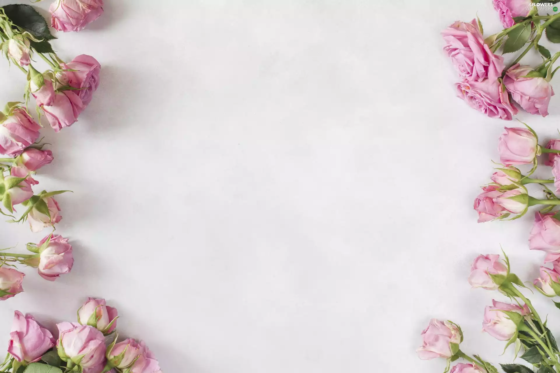 White, background, Pink, roses, Flowers