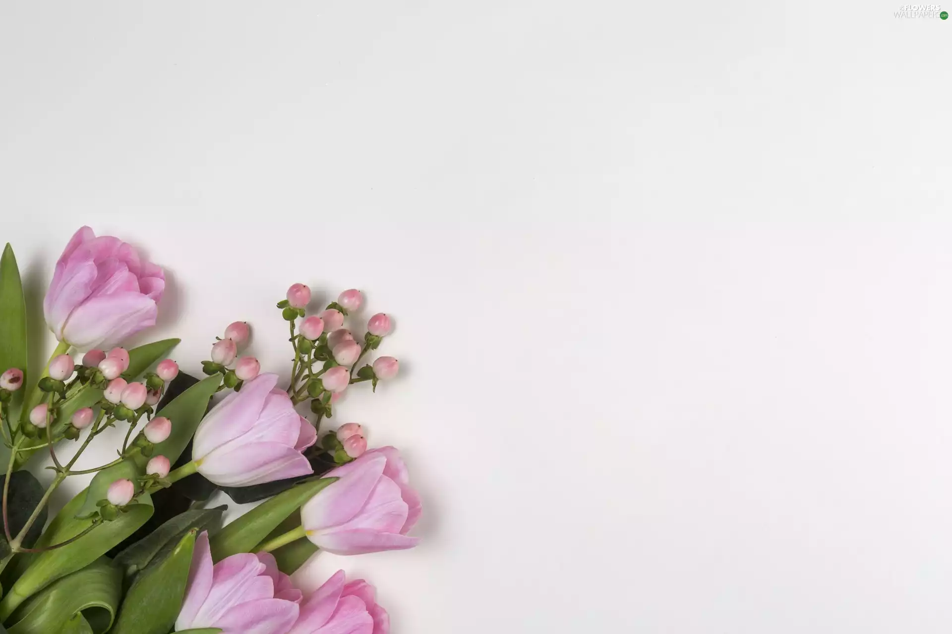 White, background, Pink, Tulips, Flowers