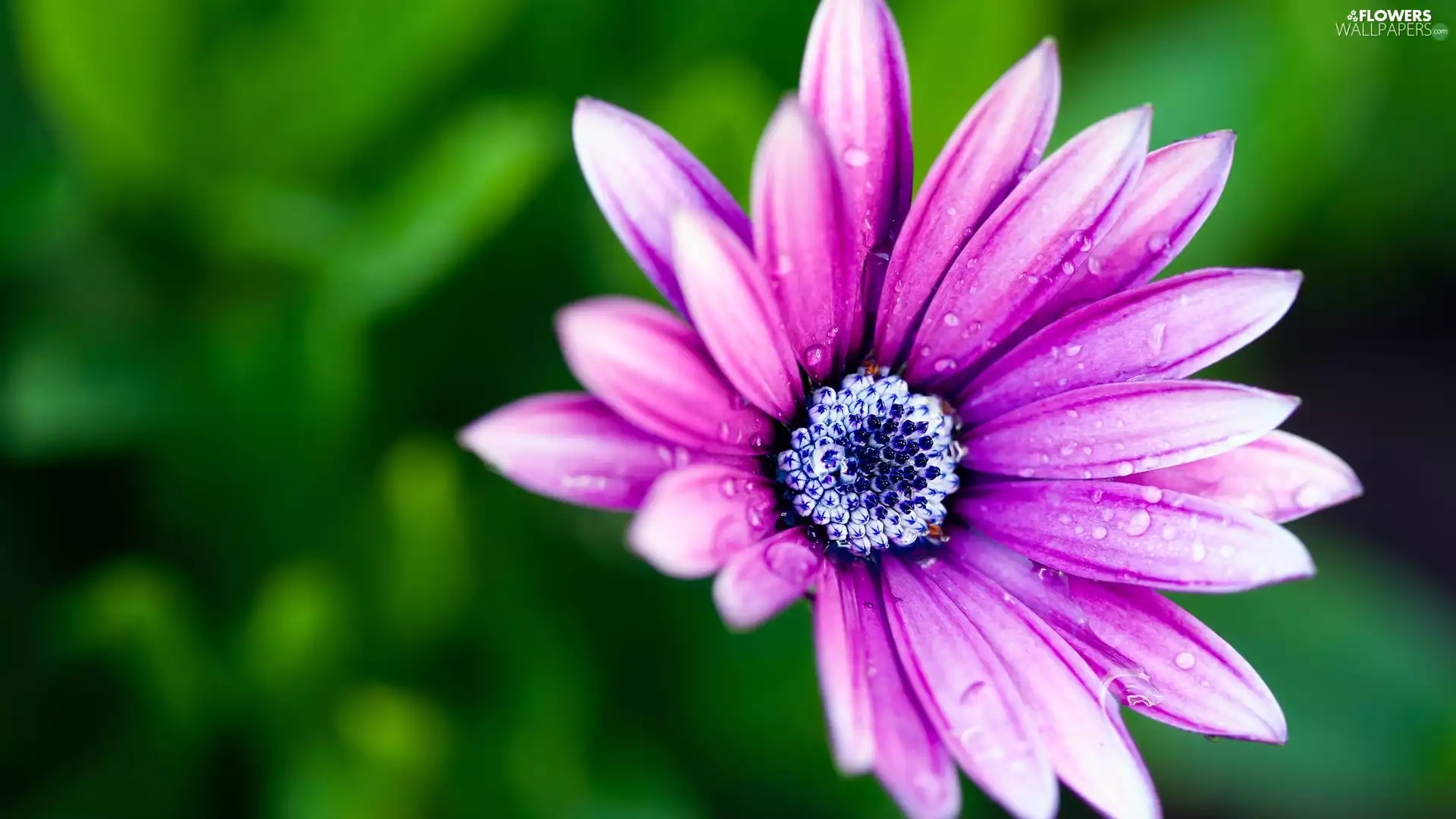 Pink, green ones, background, daisy - Flowers wallpapers ...