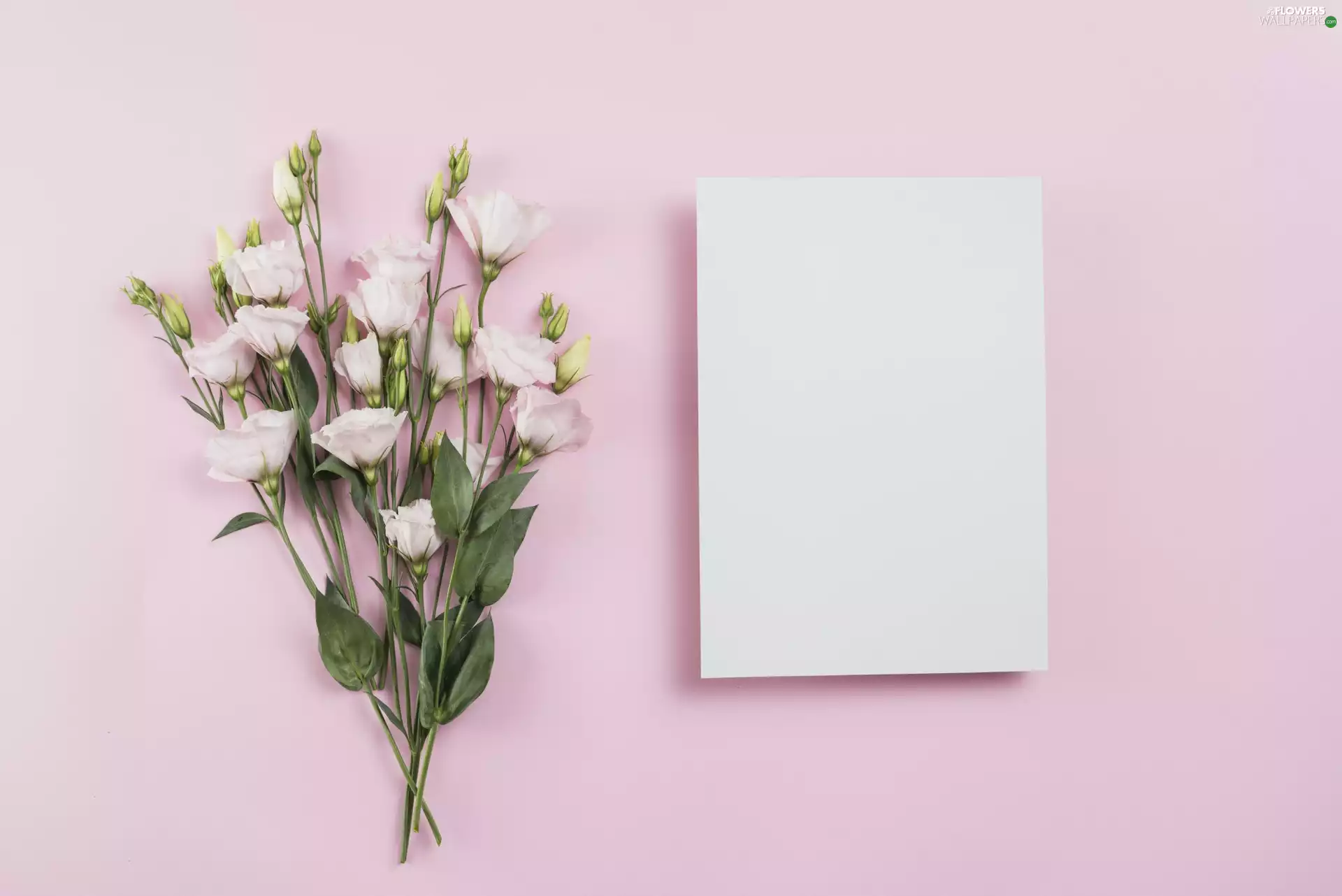 Eustomy, Flowers, Pink, background, card, Pink