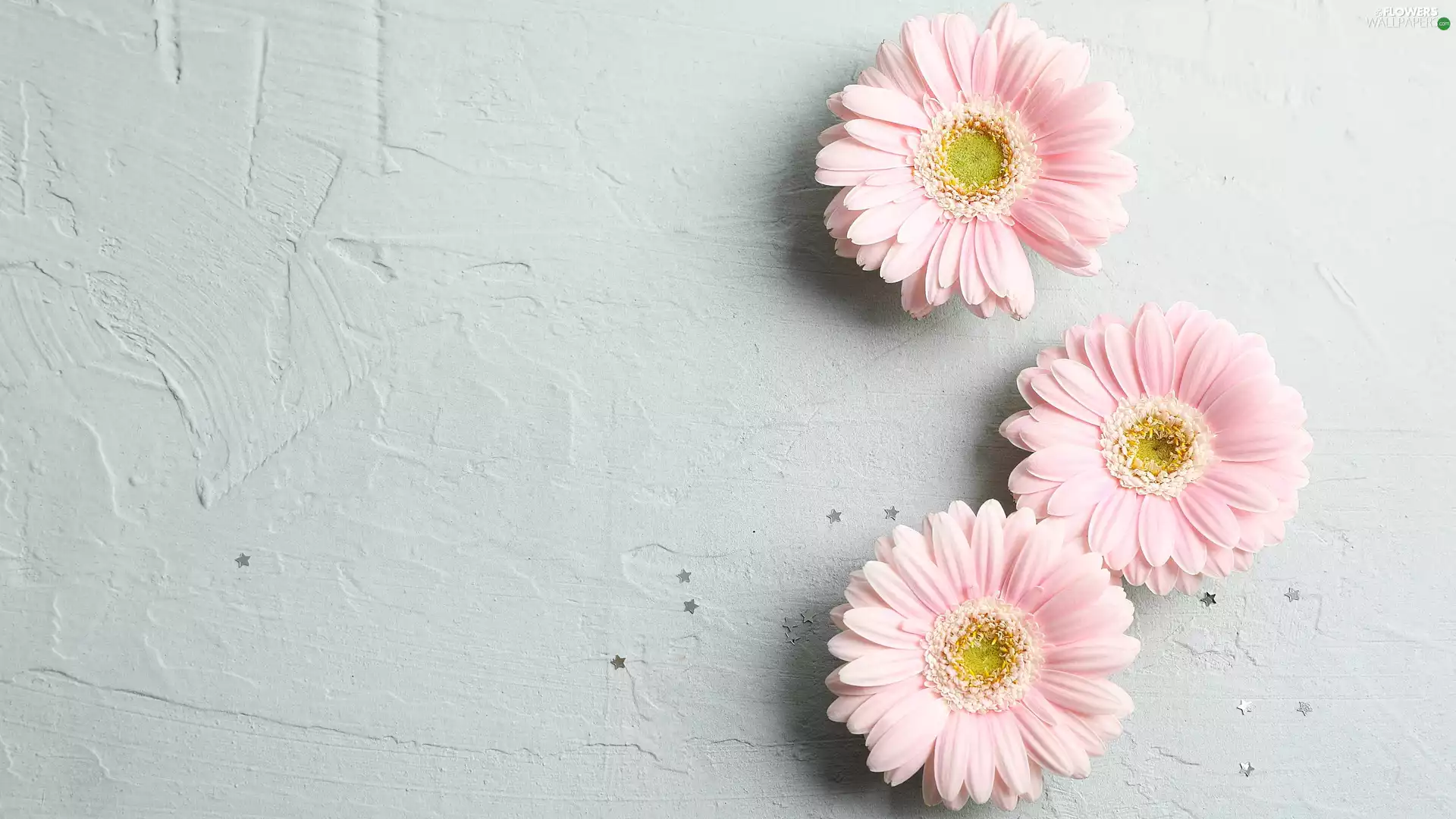 Bright, background, Pink, gerberas, Three