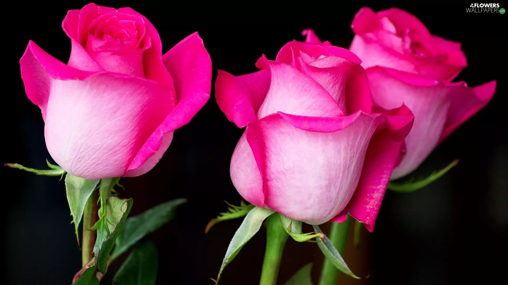 Black, background, Pink, roses, Three