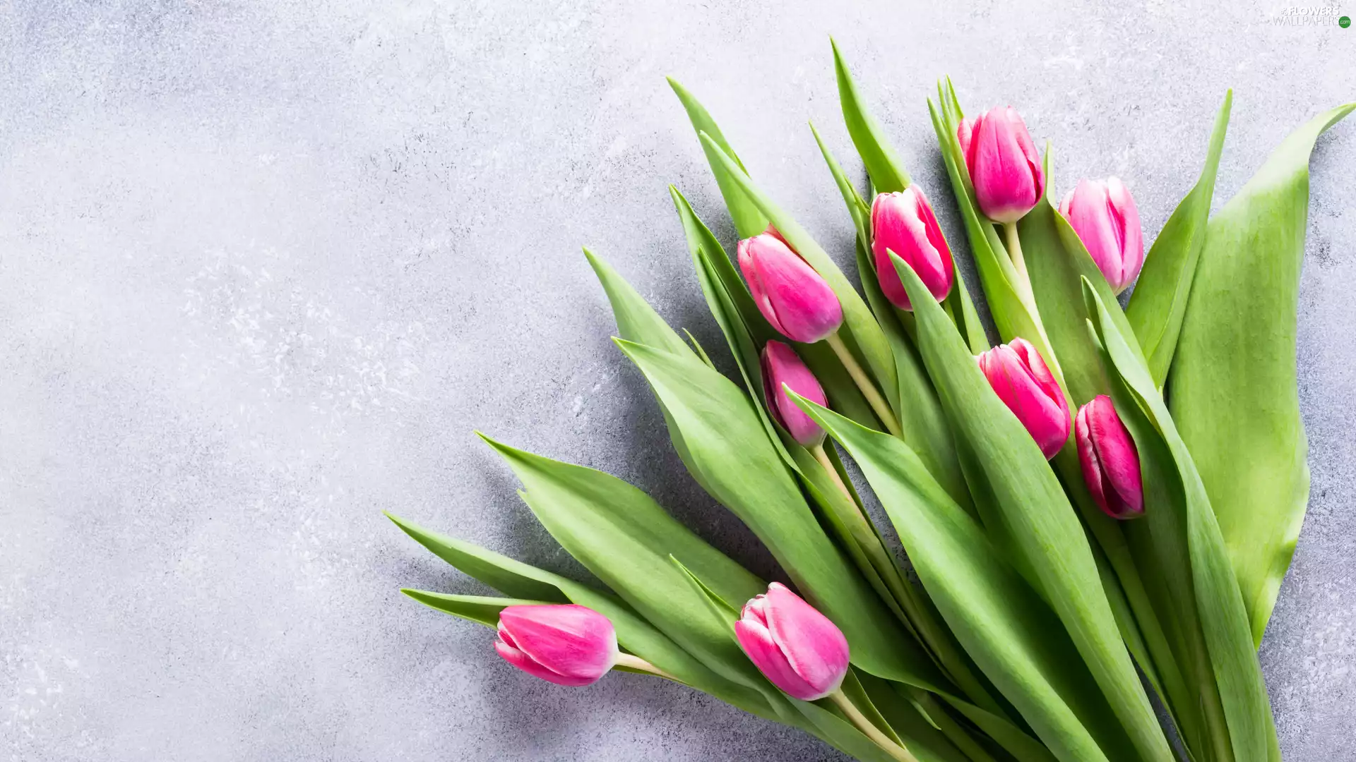 bright background, Pink-White, Tulips