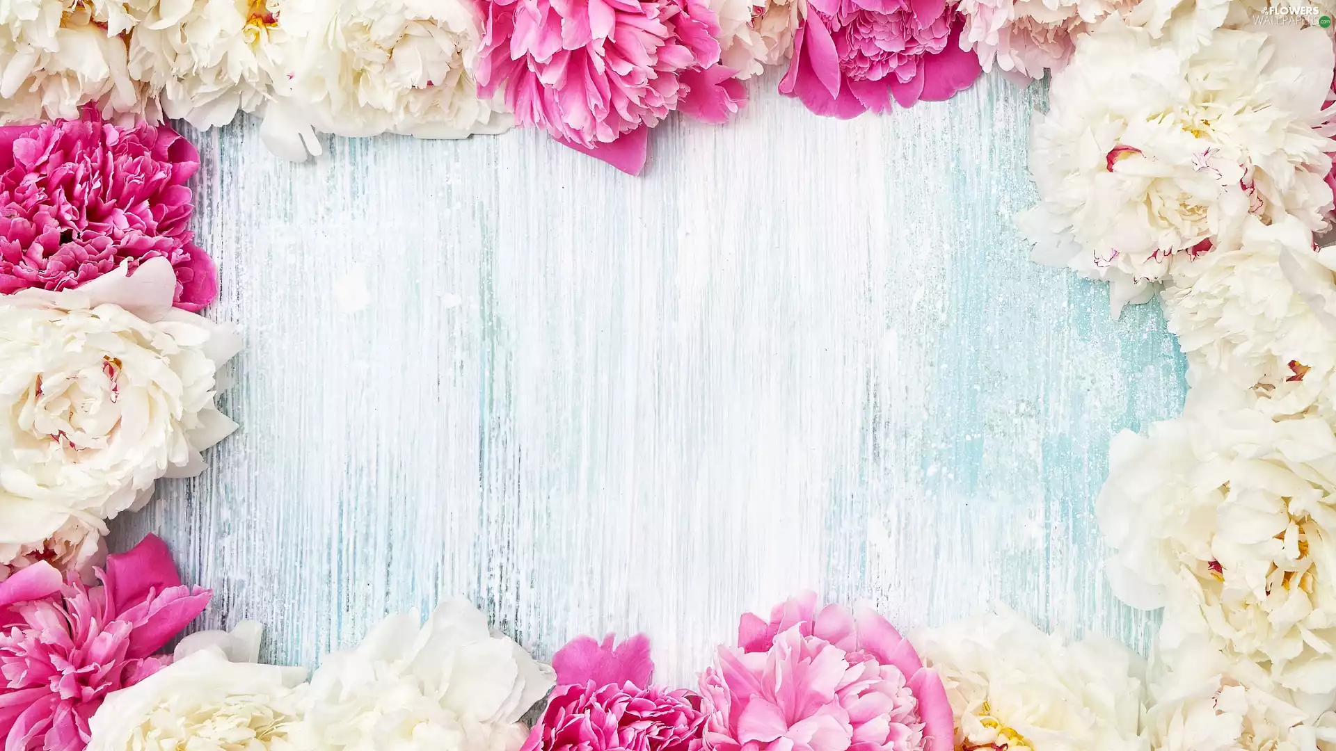 Blue, background, Pink, Peonies, White