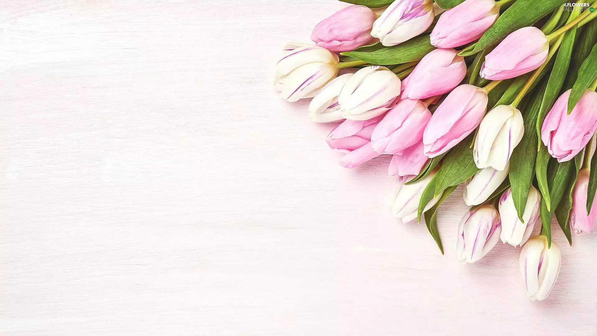 Bright, background, Pink, Tulips, White