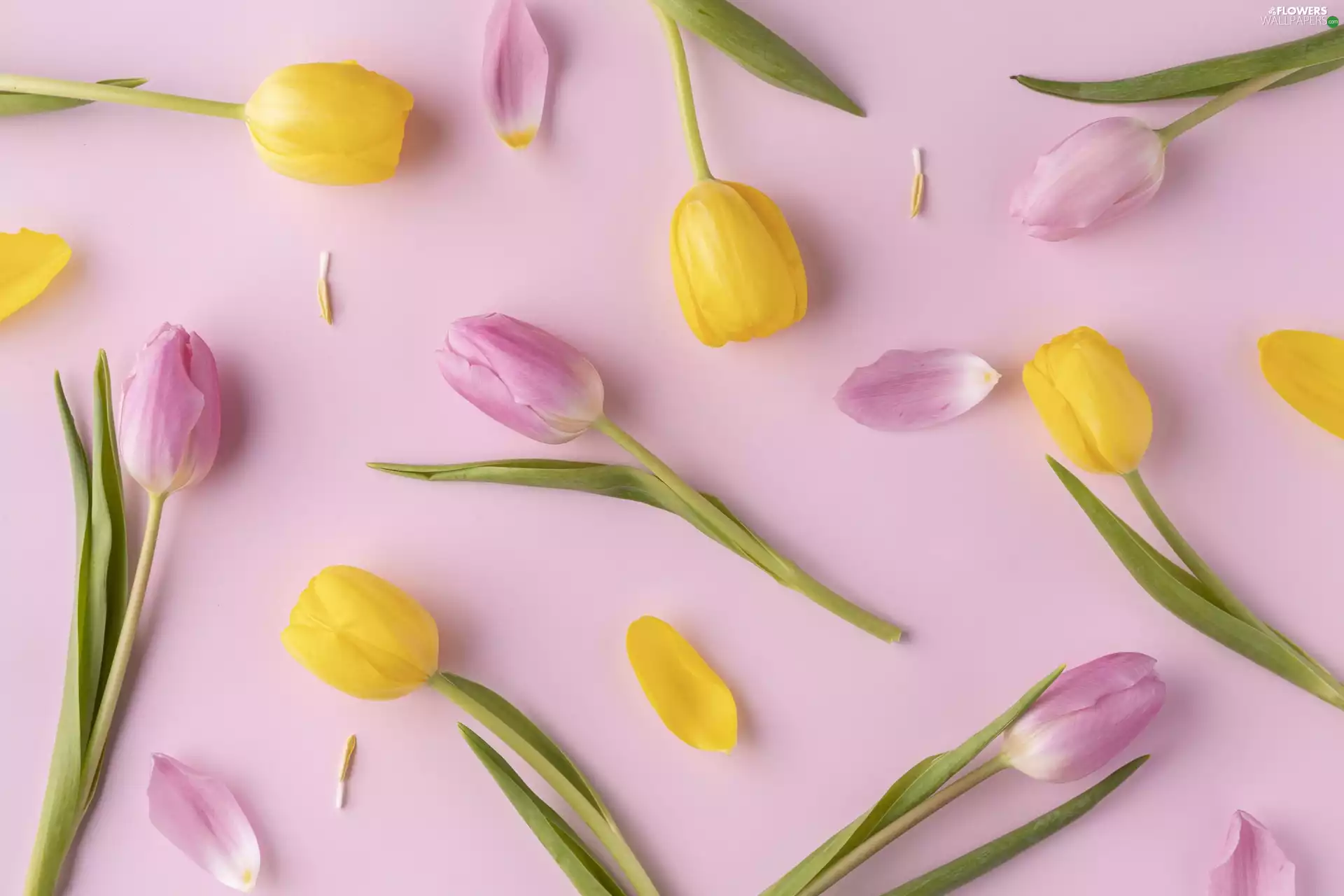 Pink, background, Pink, Tulips, Yellow