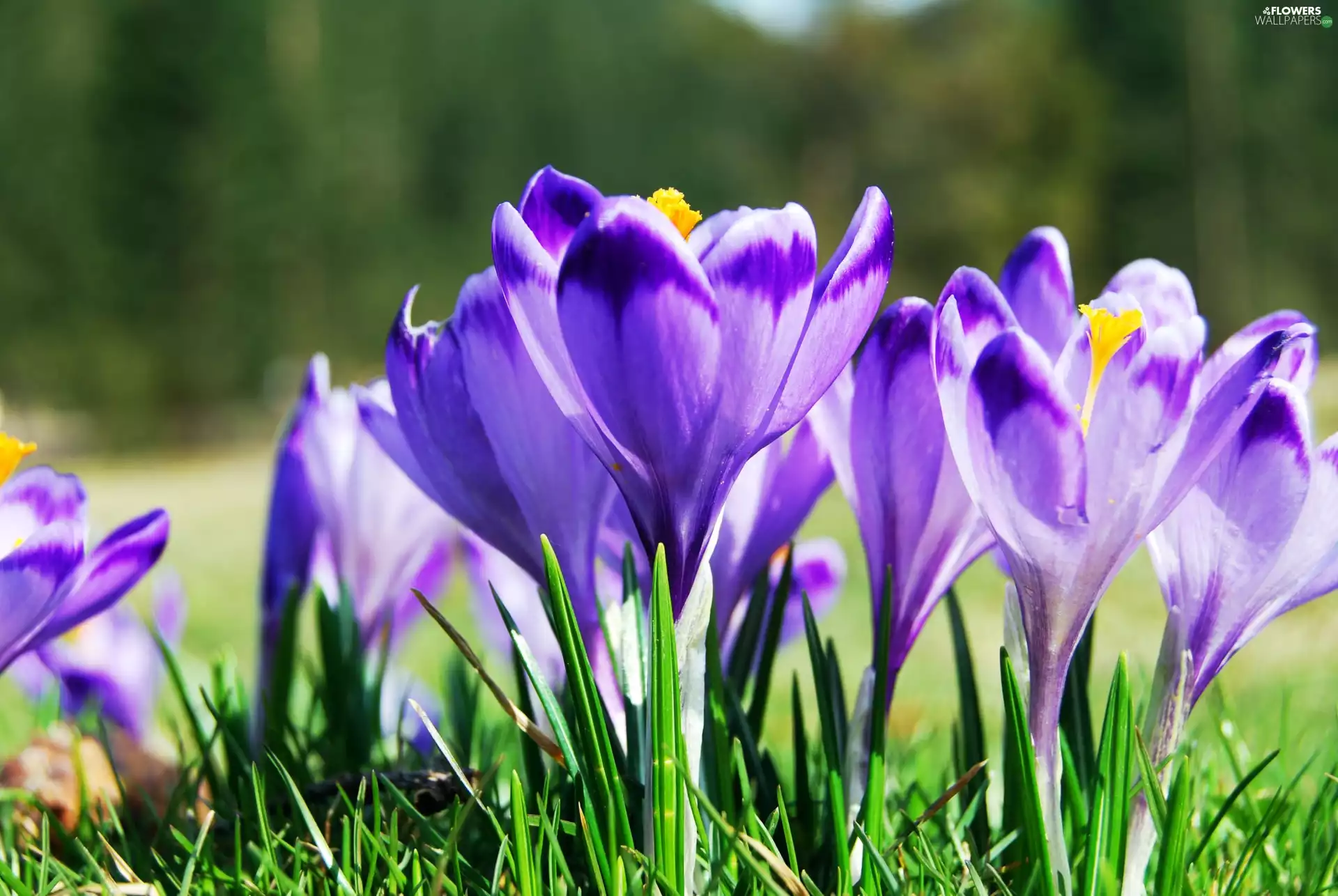 fuzzy, background, purple, crocuses, Flowers