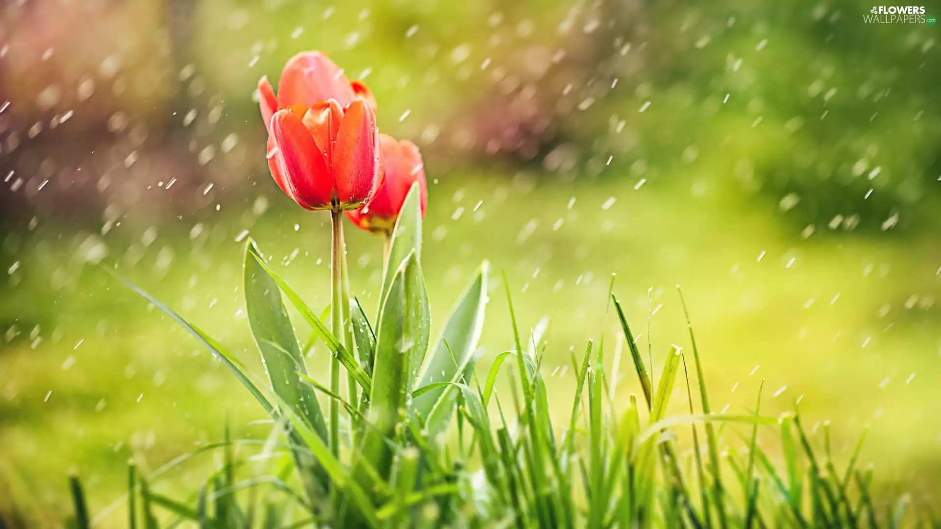 fuzzy, background, Rain, grass, Tulips