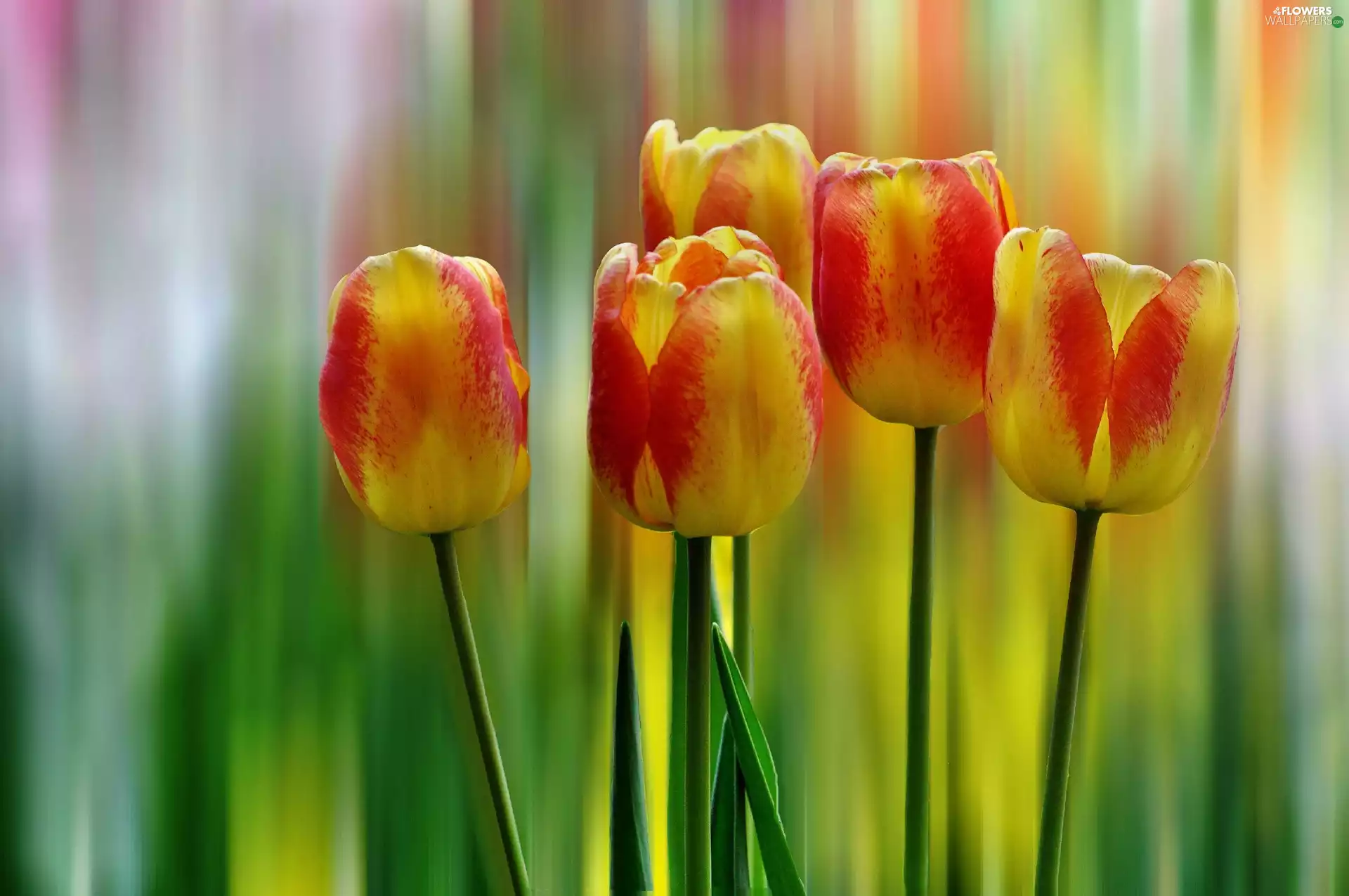 background, Tulips, rainbow