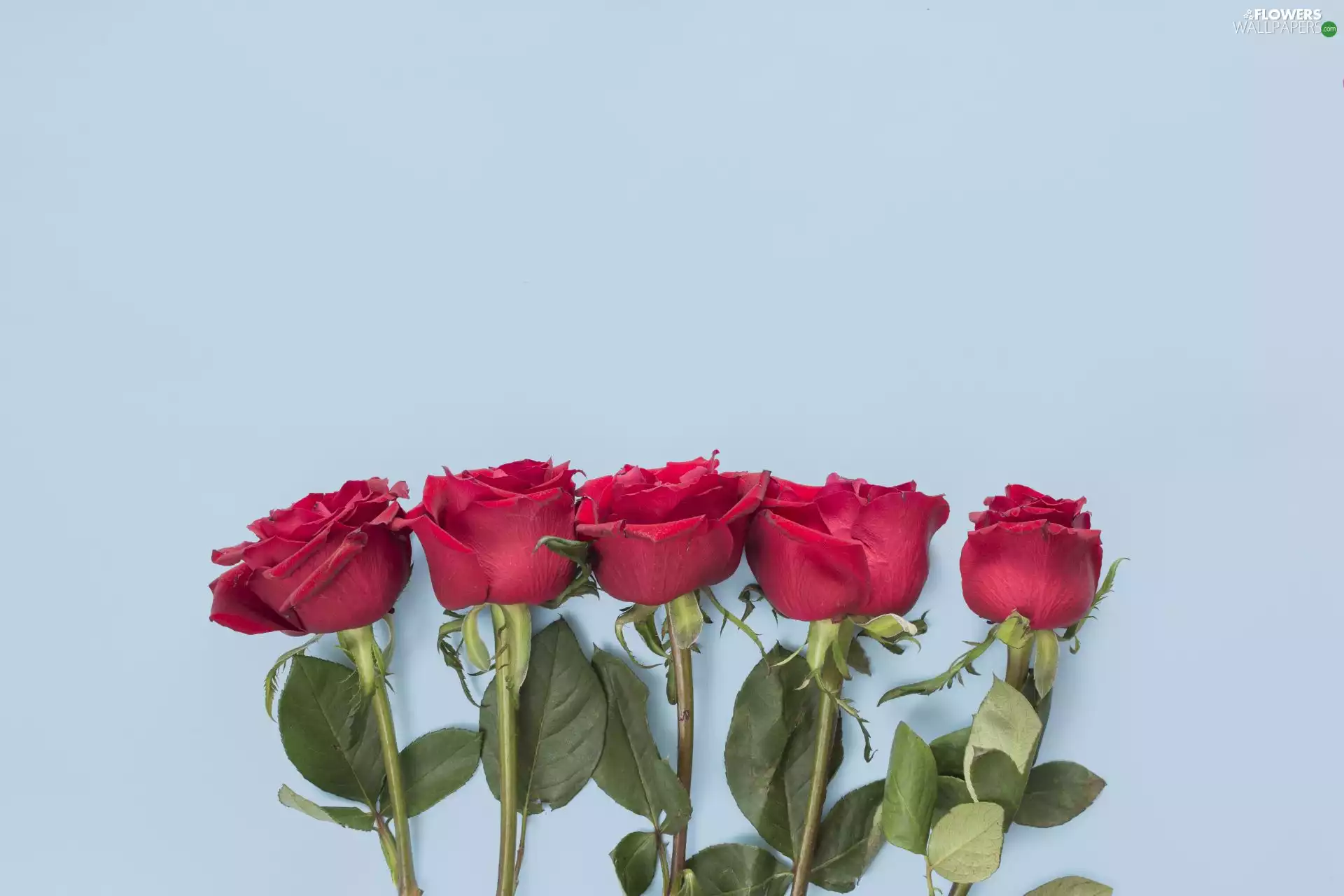 roses, Flowers, Blue, background, Leaf, Red