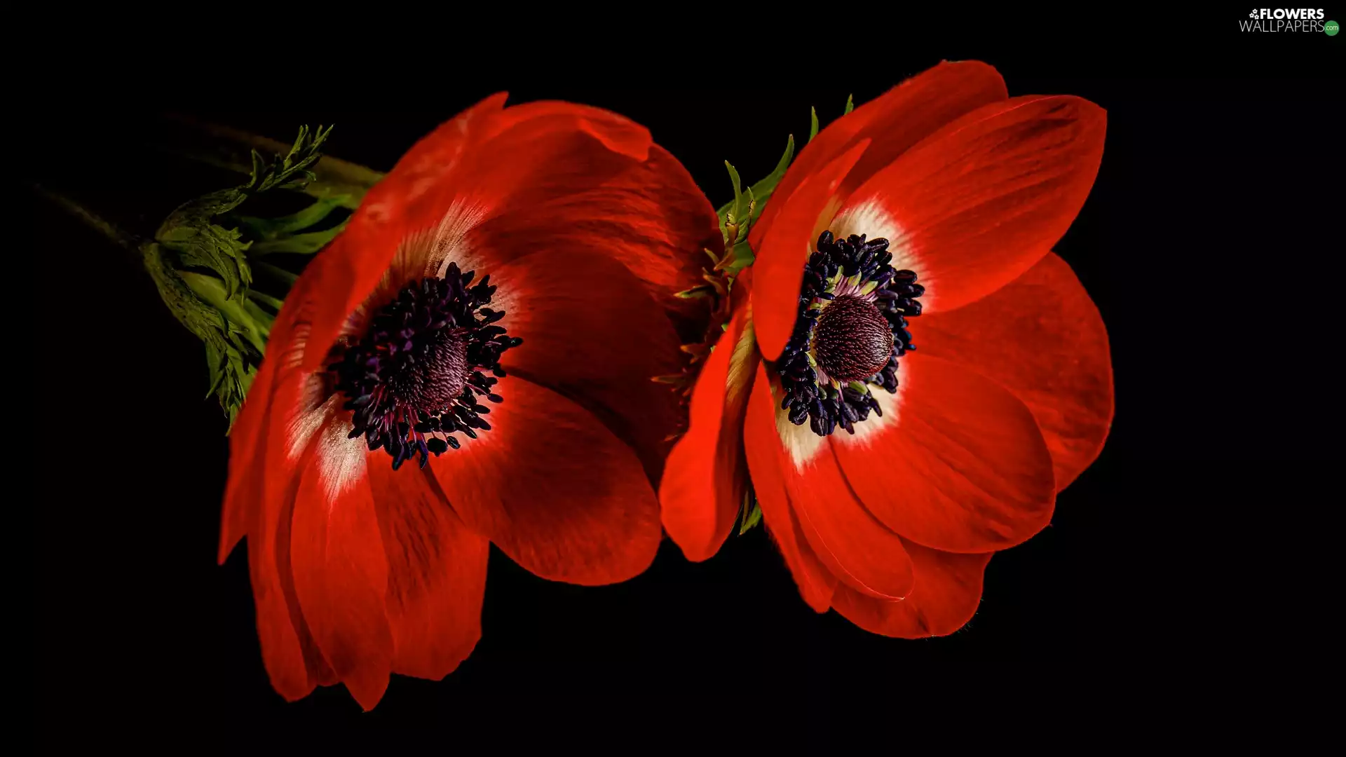 Black, background, Red, Anemones, Flowers