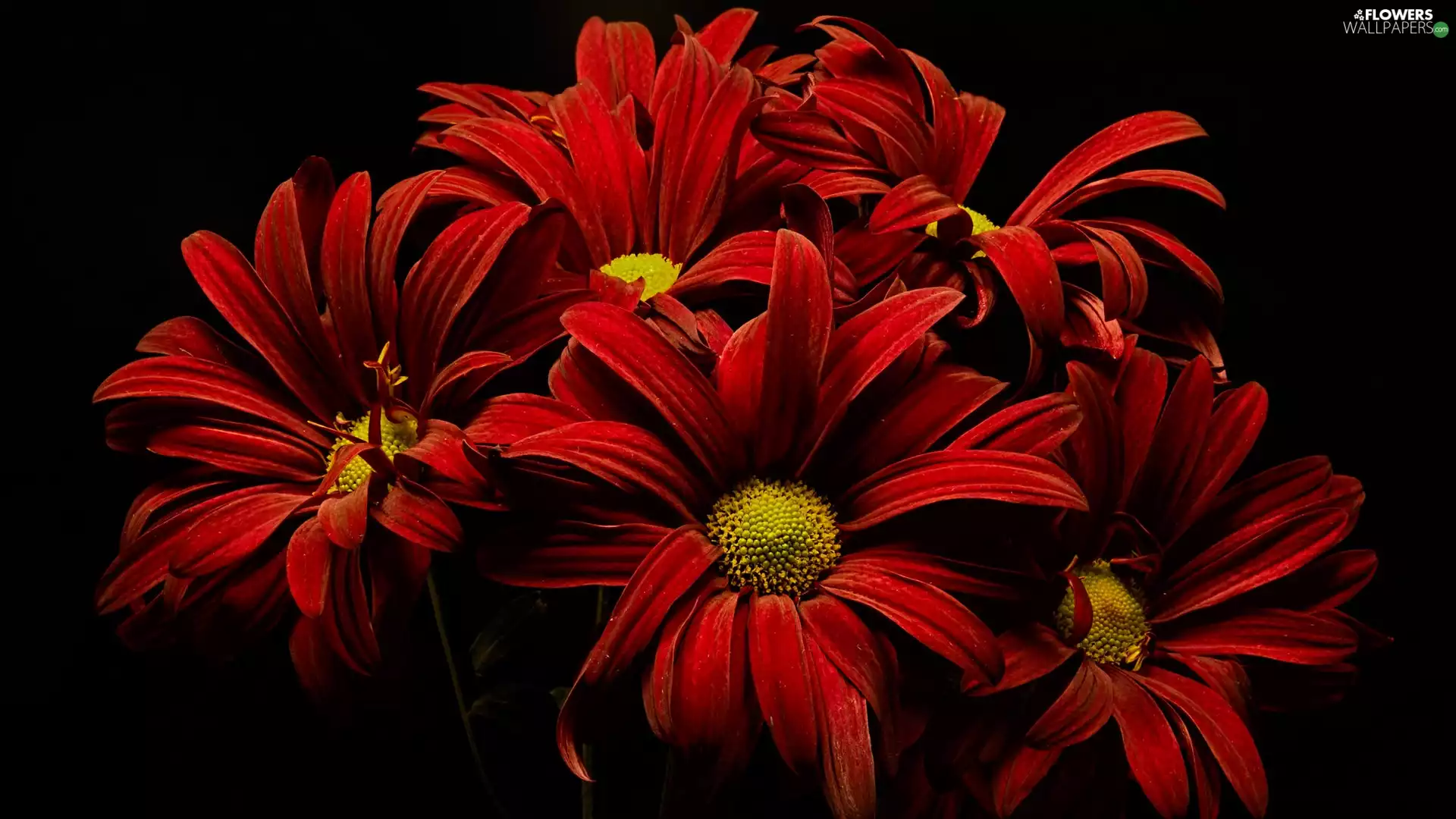 Black, background, Red, Chrysanthemums, Flowers