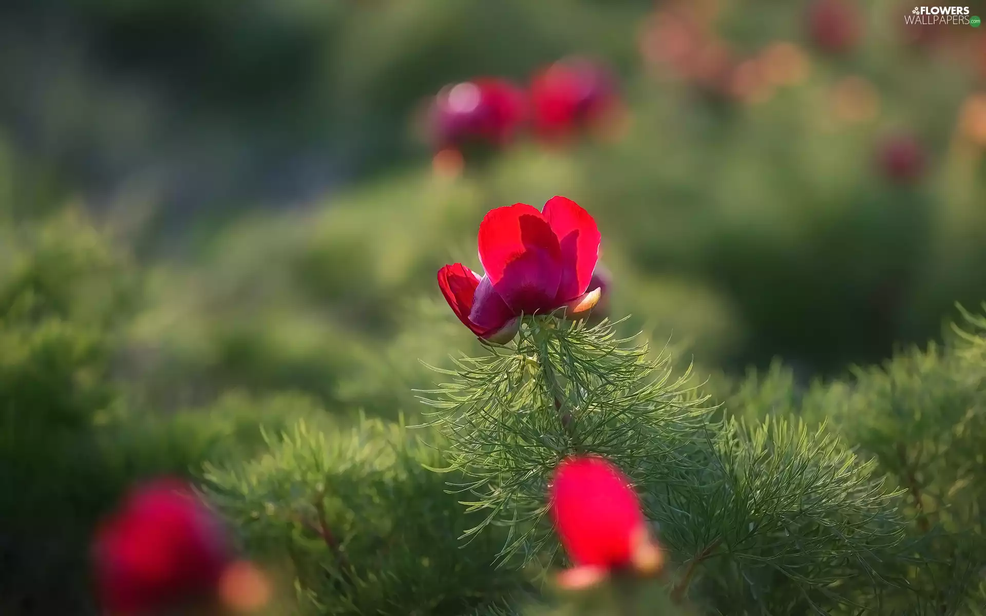 blurry background, red hot, peony
