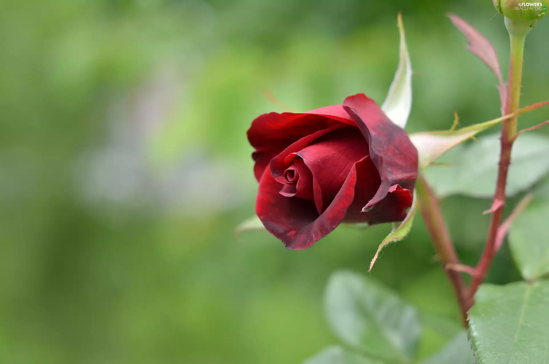 blurry background, red hot, rose