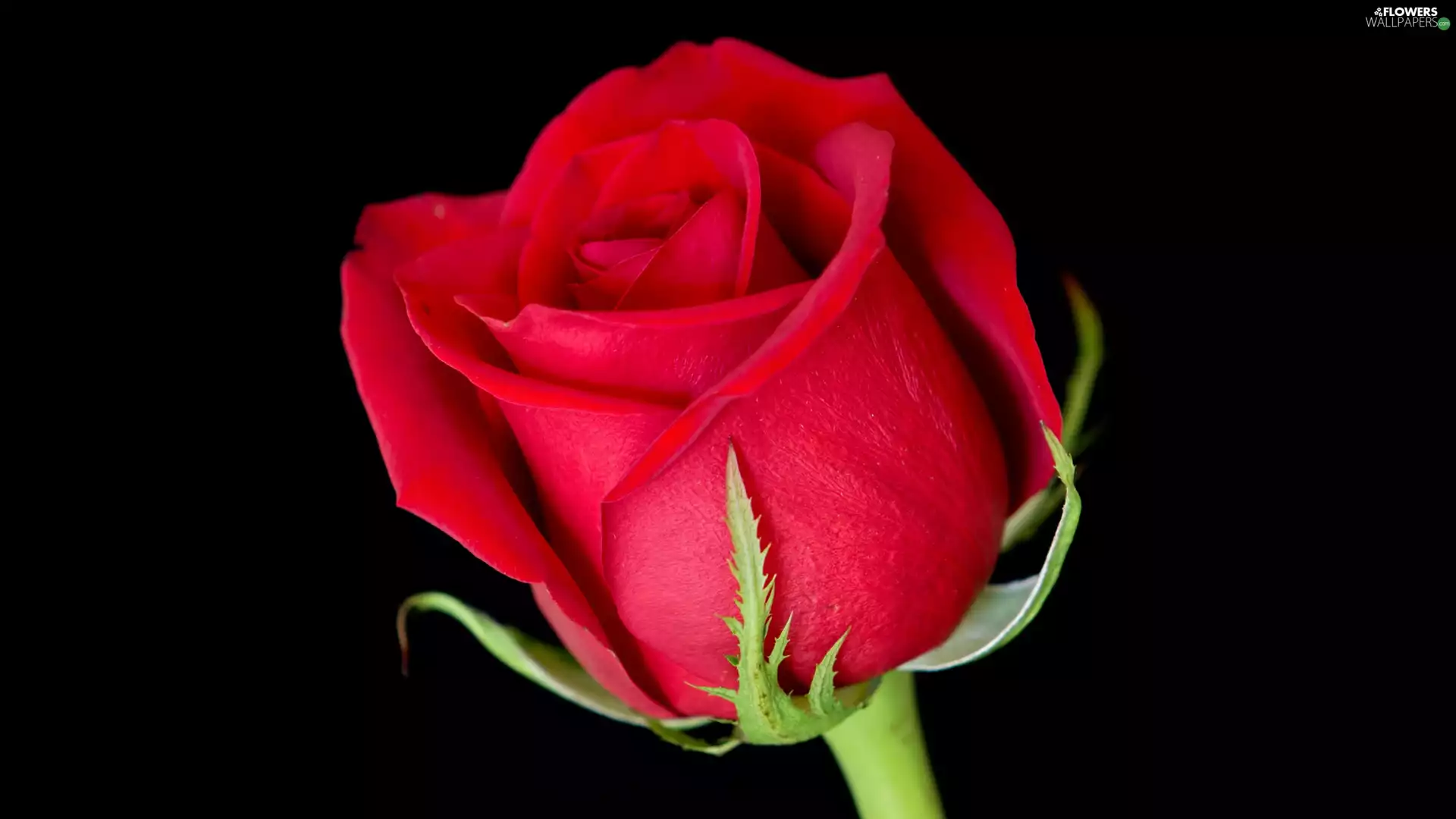 Dark Background, red hot, rose
