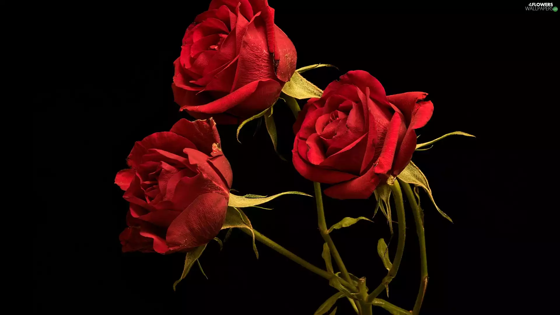 Black, background, Red, roses, Three