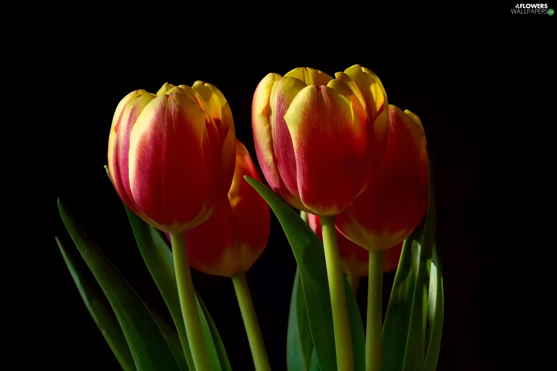 Dark Background, Red-Yellow, Tulips